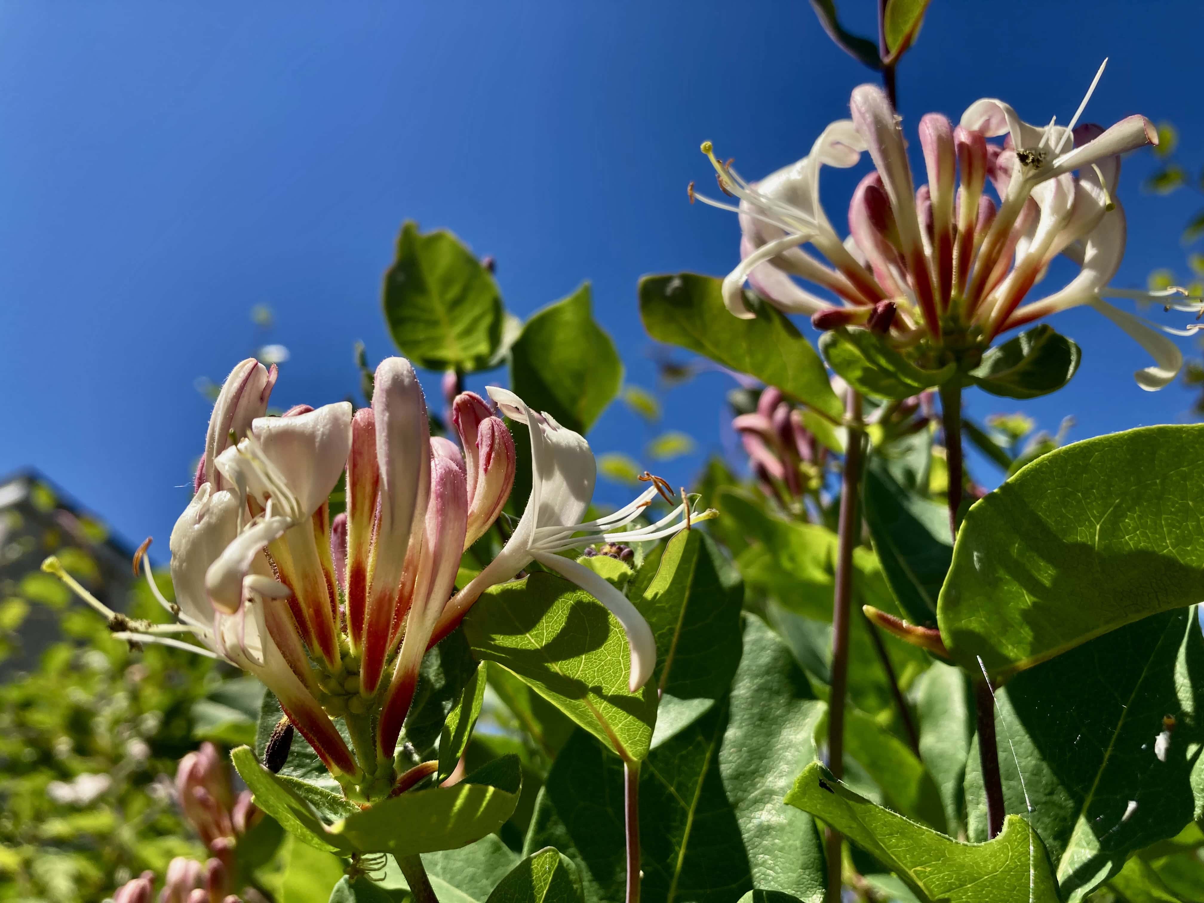 Honeysuckle — FOTD Nov 30