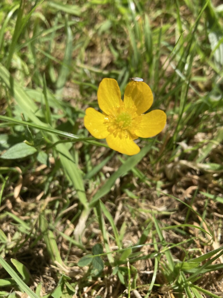 Buttercup
