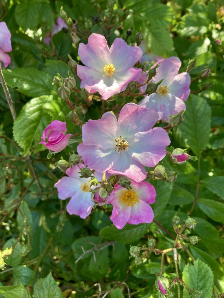 Wild rose