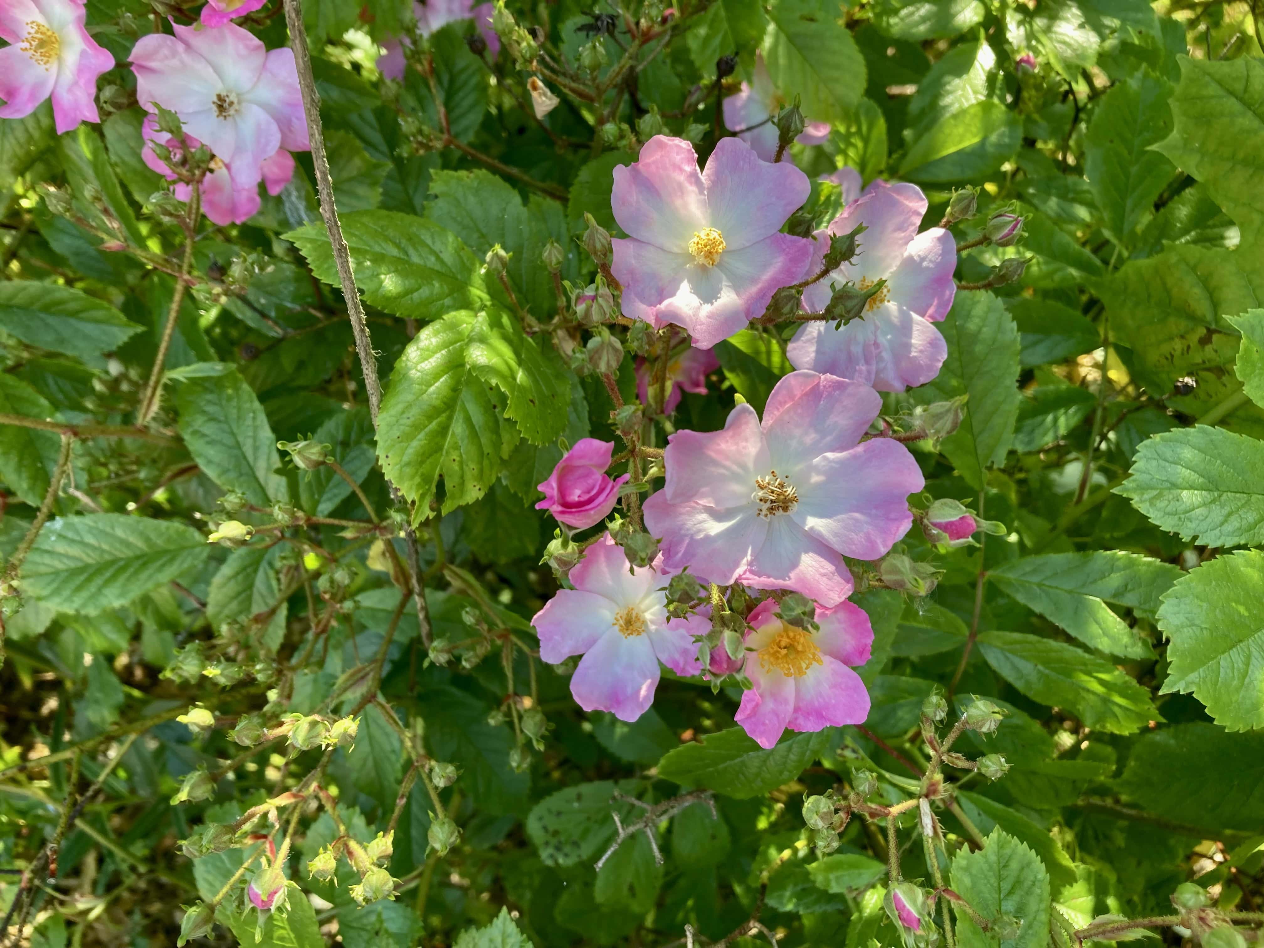 Wild Rose — FOTD Dec 05