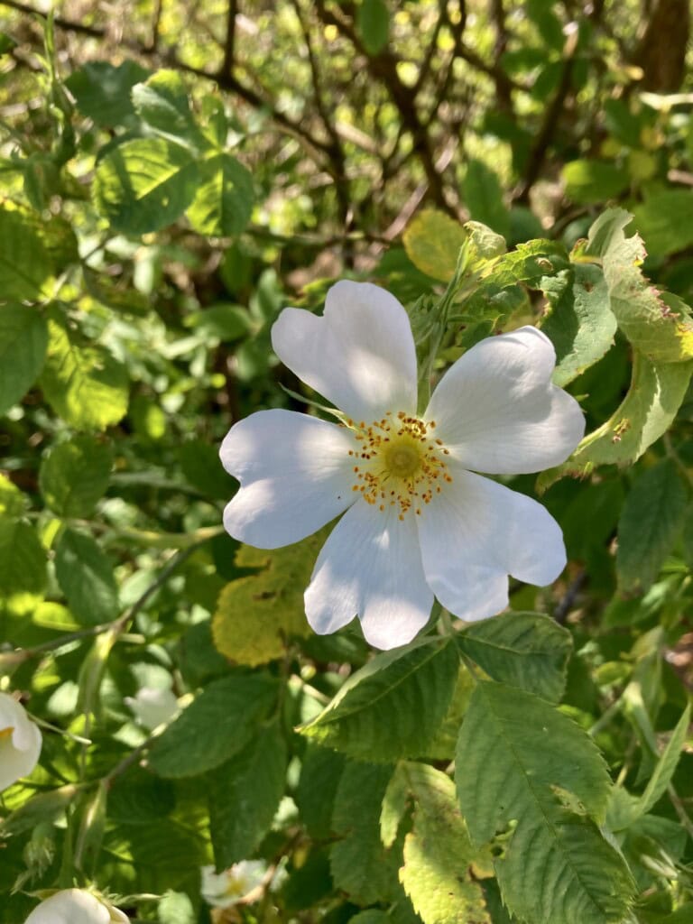 Wild rose