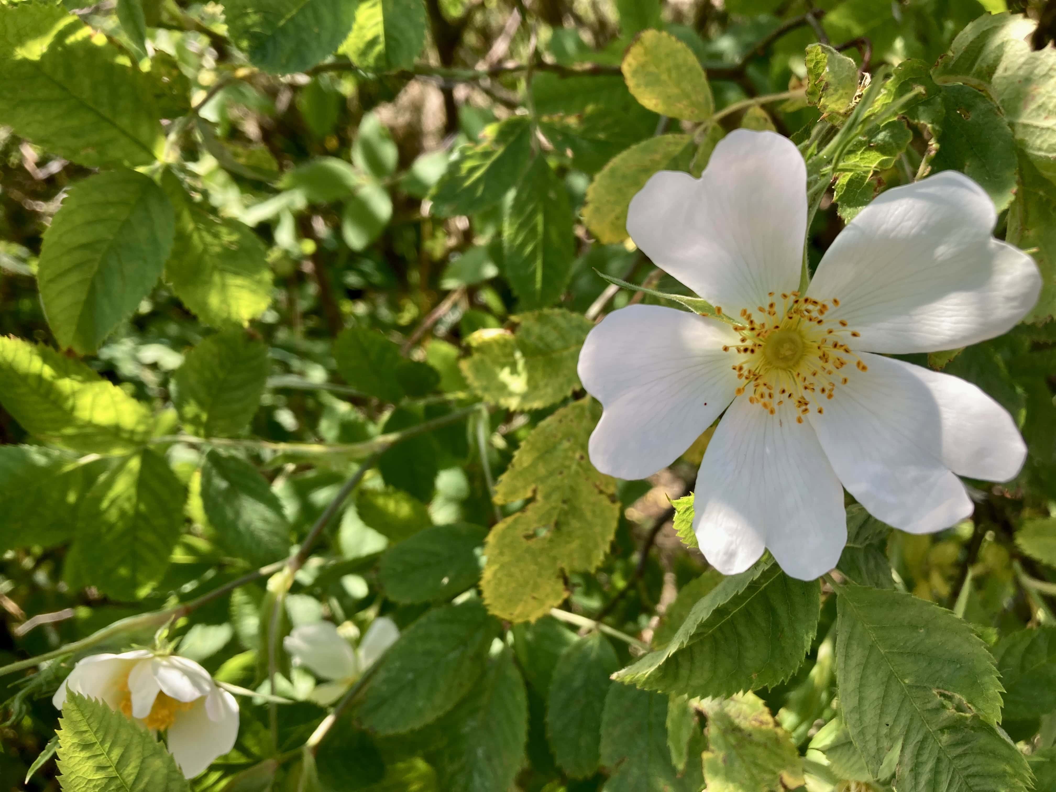 Wild Rose — FOTD Dec 03
