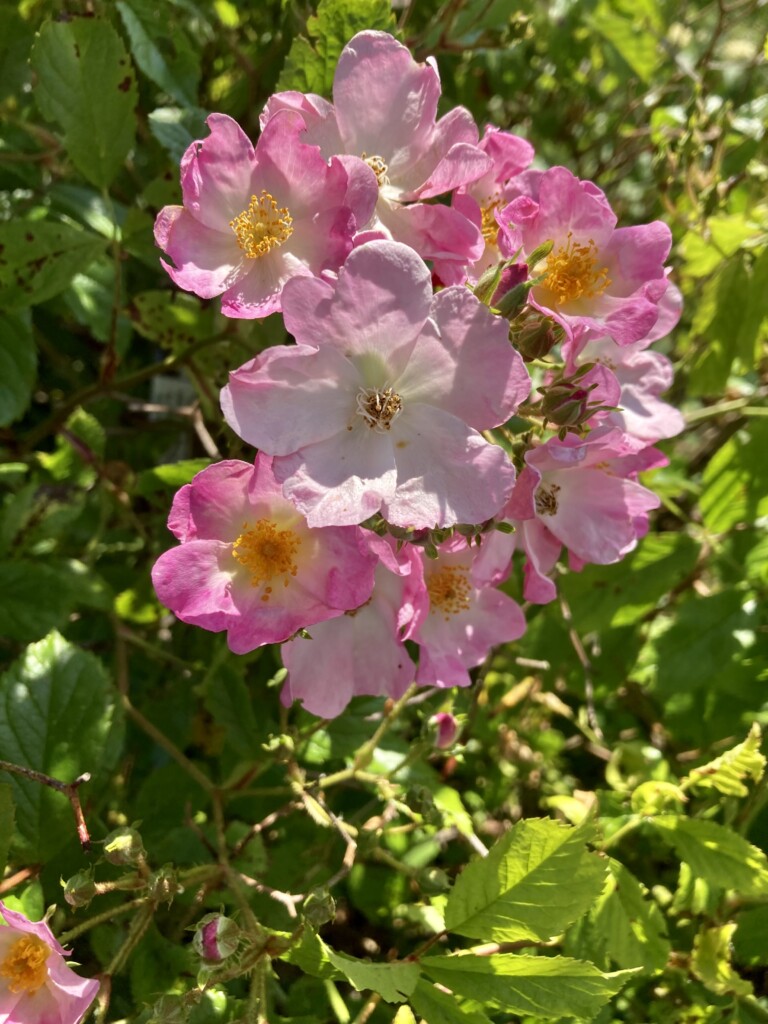 Wild rose