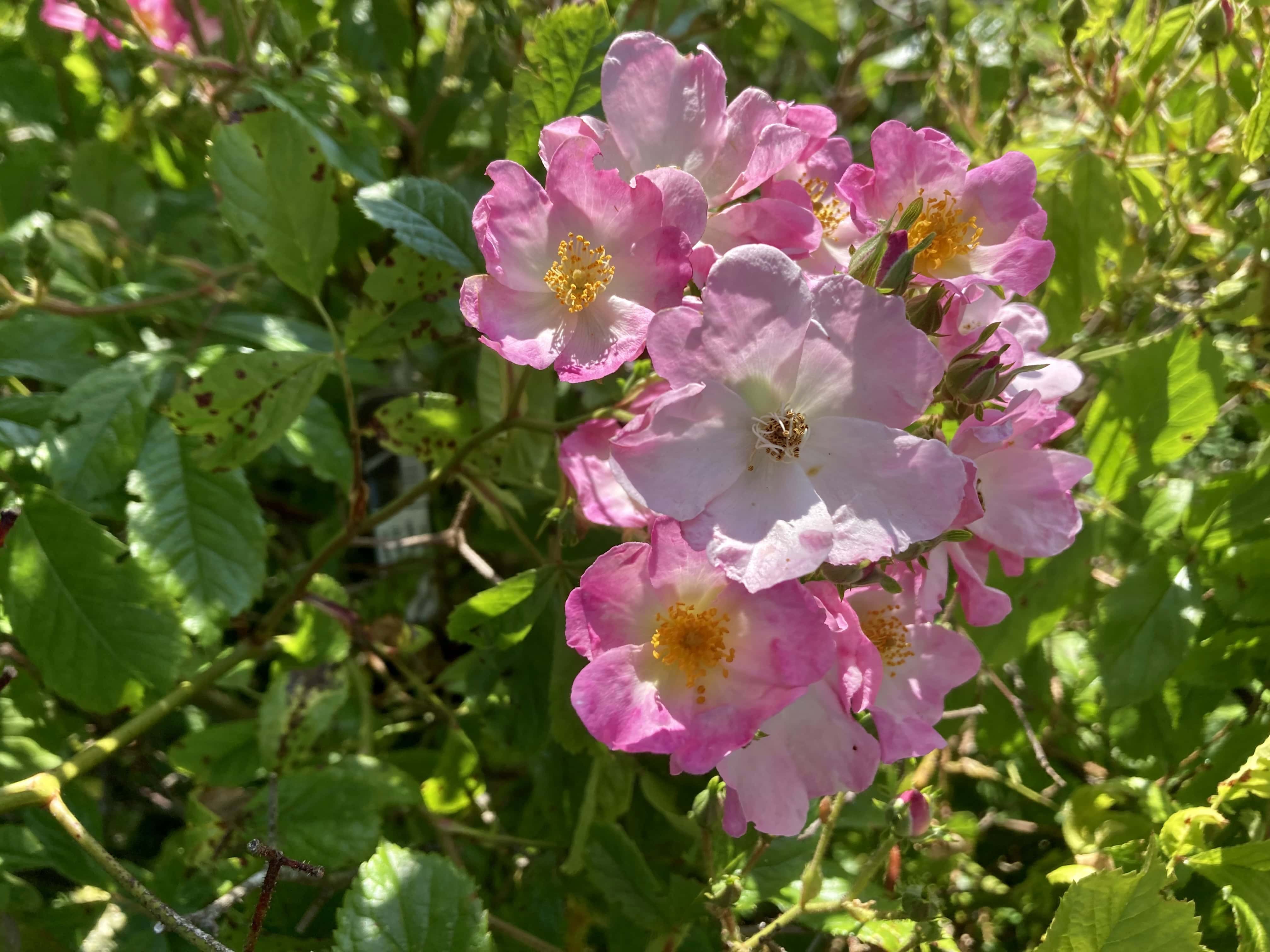 Wild Rose — FOTD Dec 04