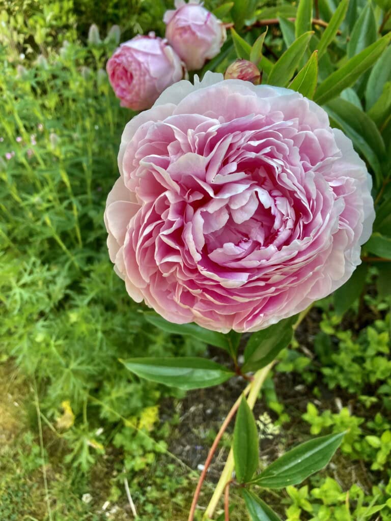 Pink peony