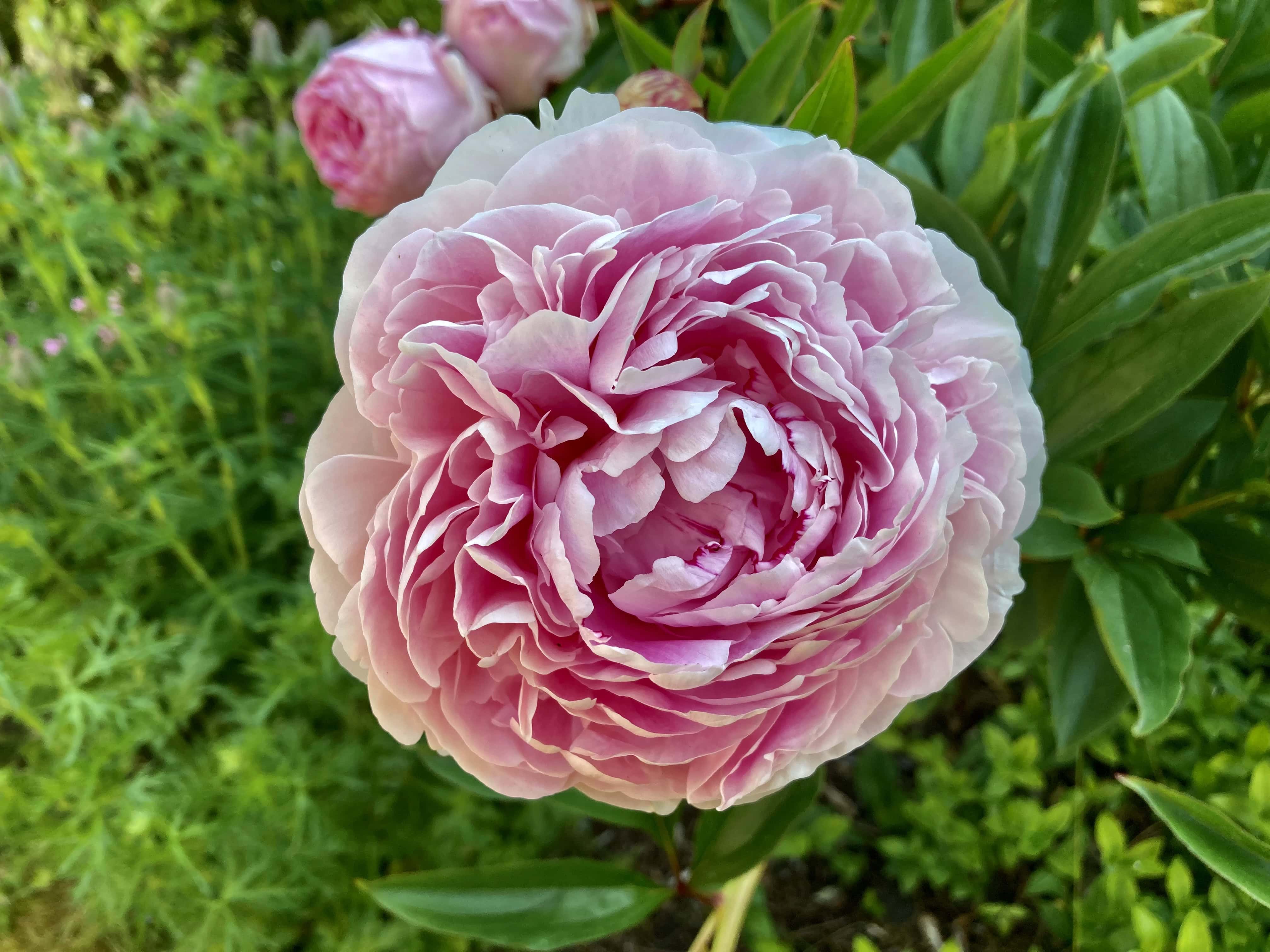 Peony — FOTD Dec 07