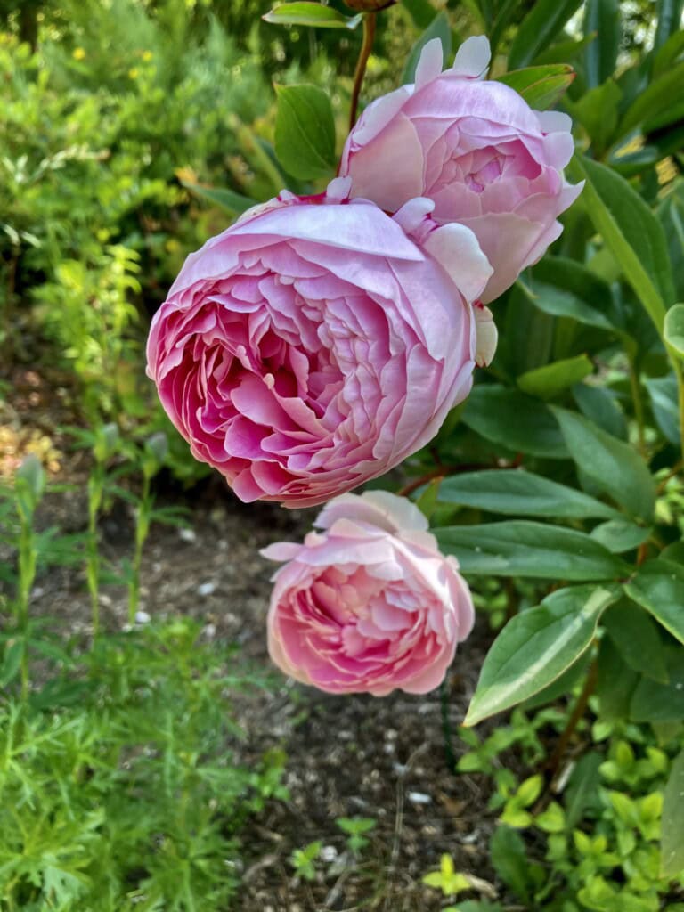 Pink peony
