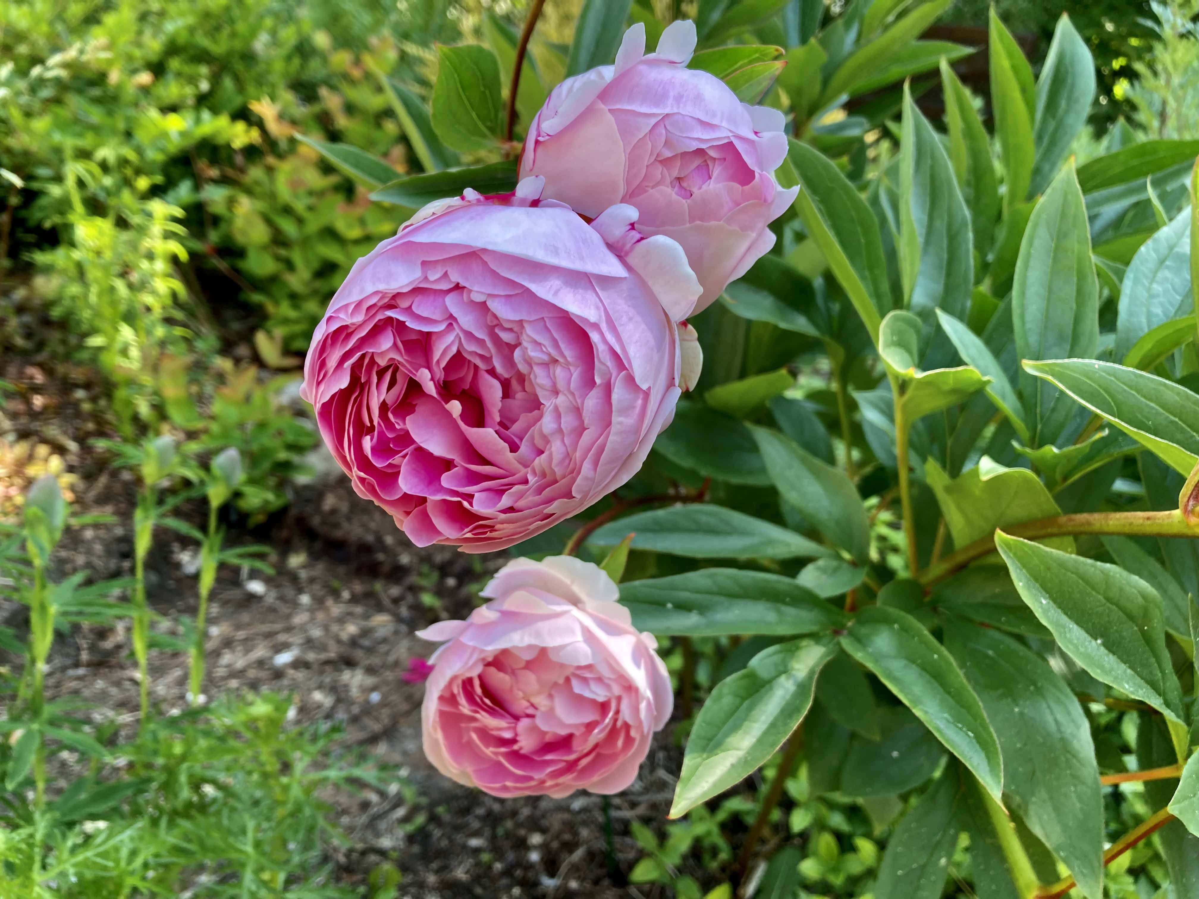 Peony — FOTD Dec 06