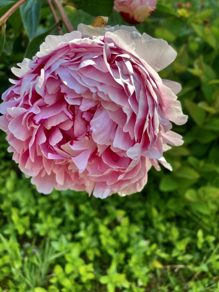Pink peony