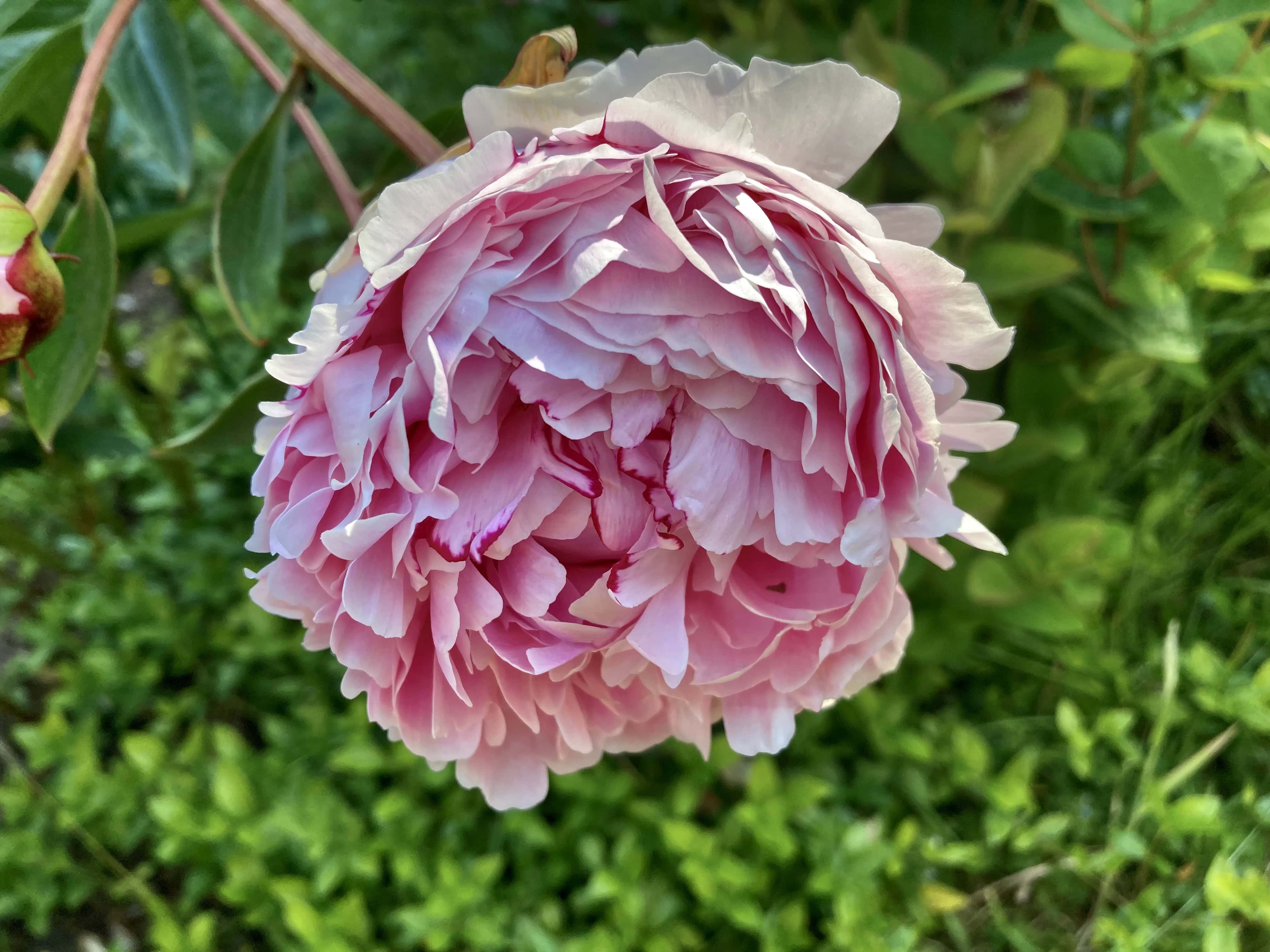 Peony — FOTD Dec 08