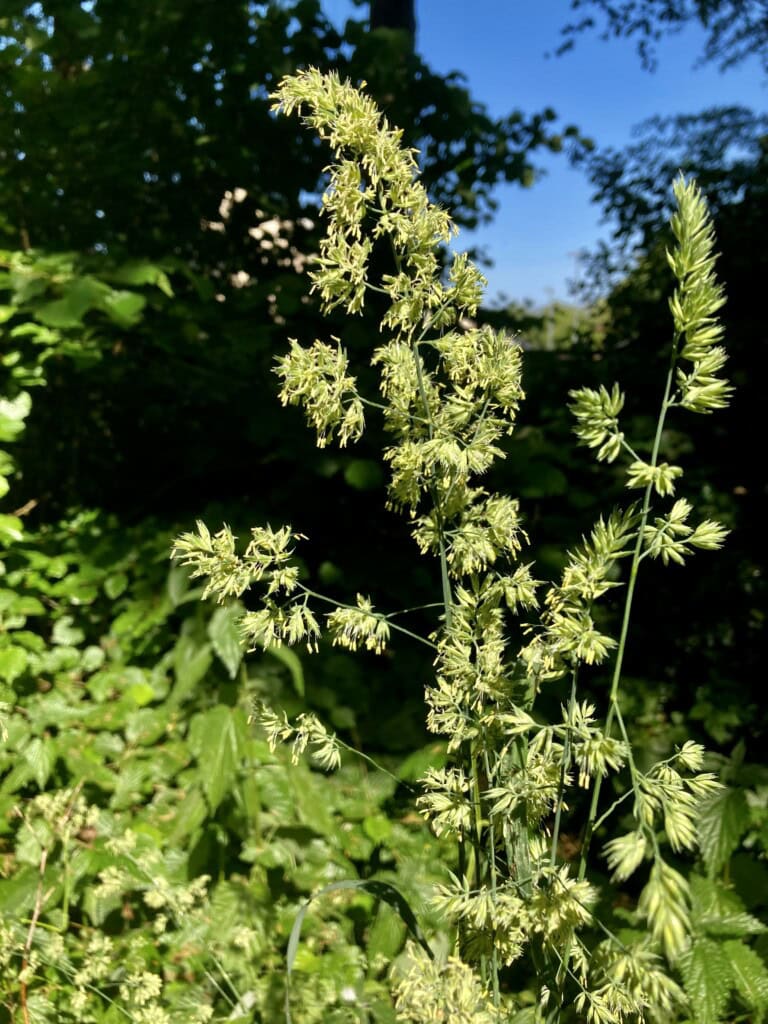 Orchard grass