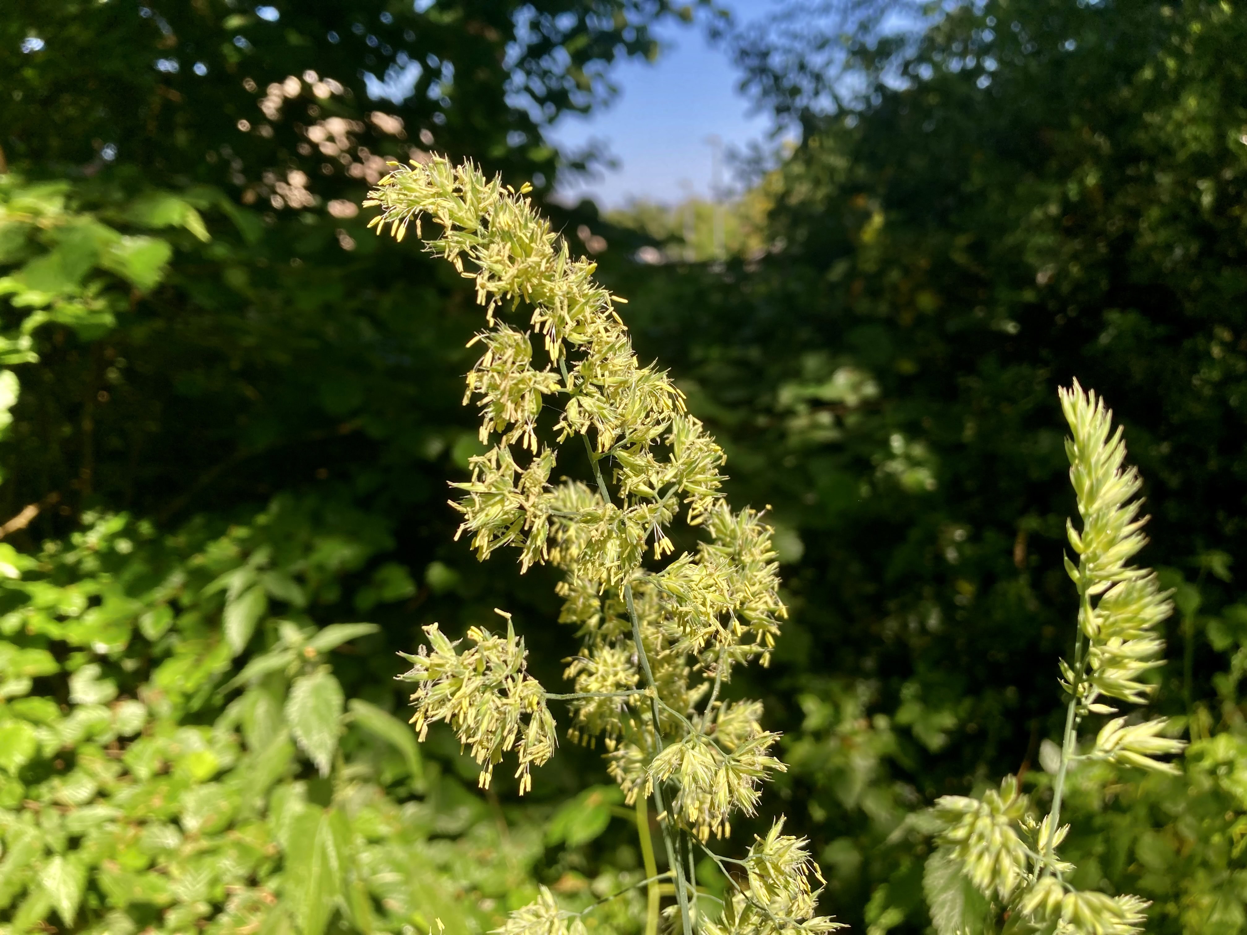 Orchard Grass — FOTD Dec 09