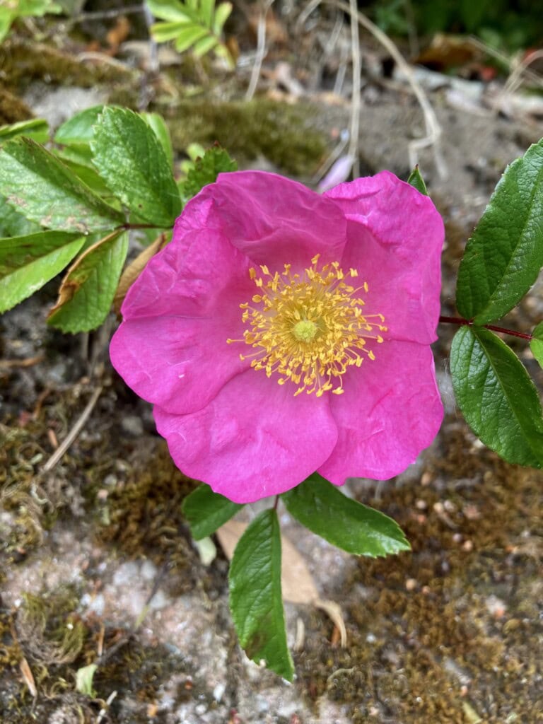 Wild rose