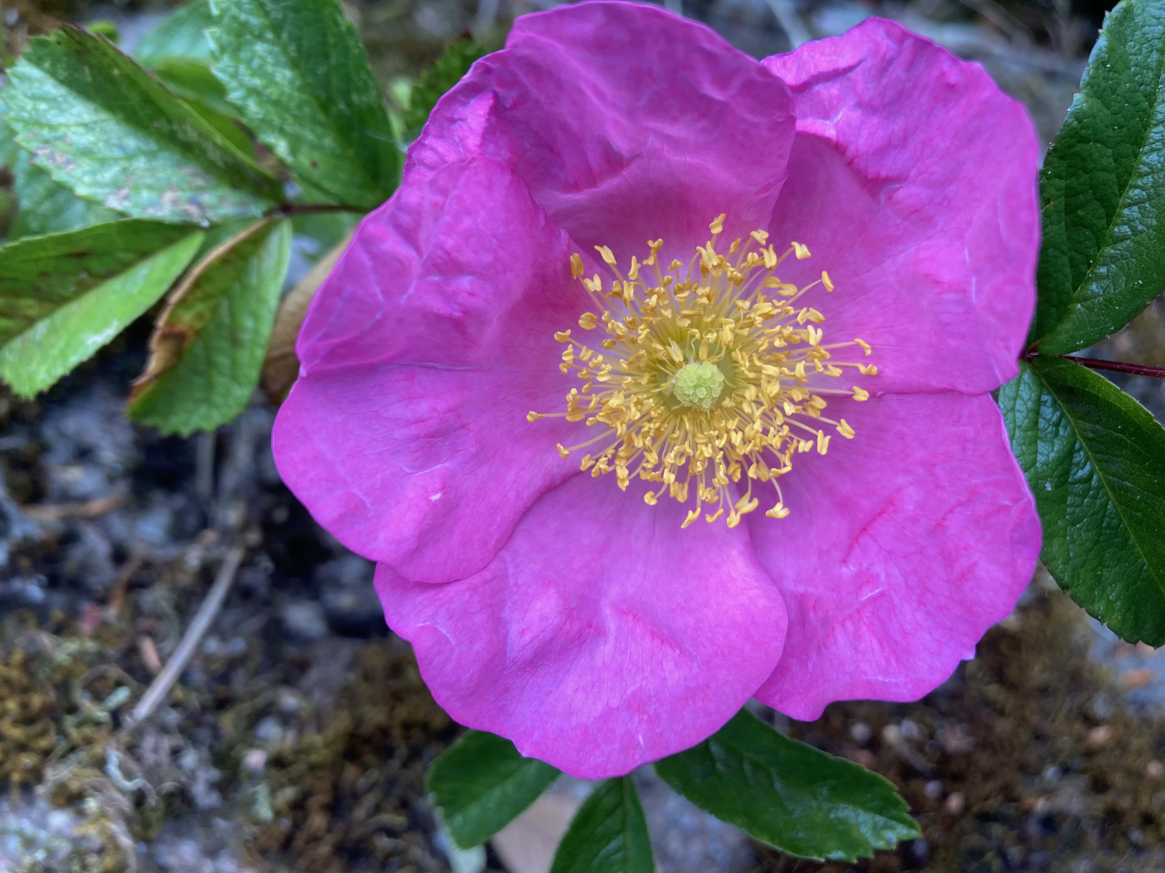 Wild Rose — FOTD Dec 02