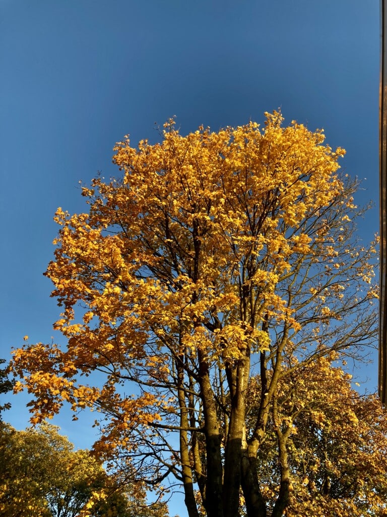 Colours of Autumn
