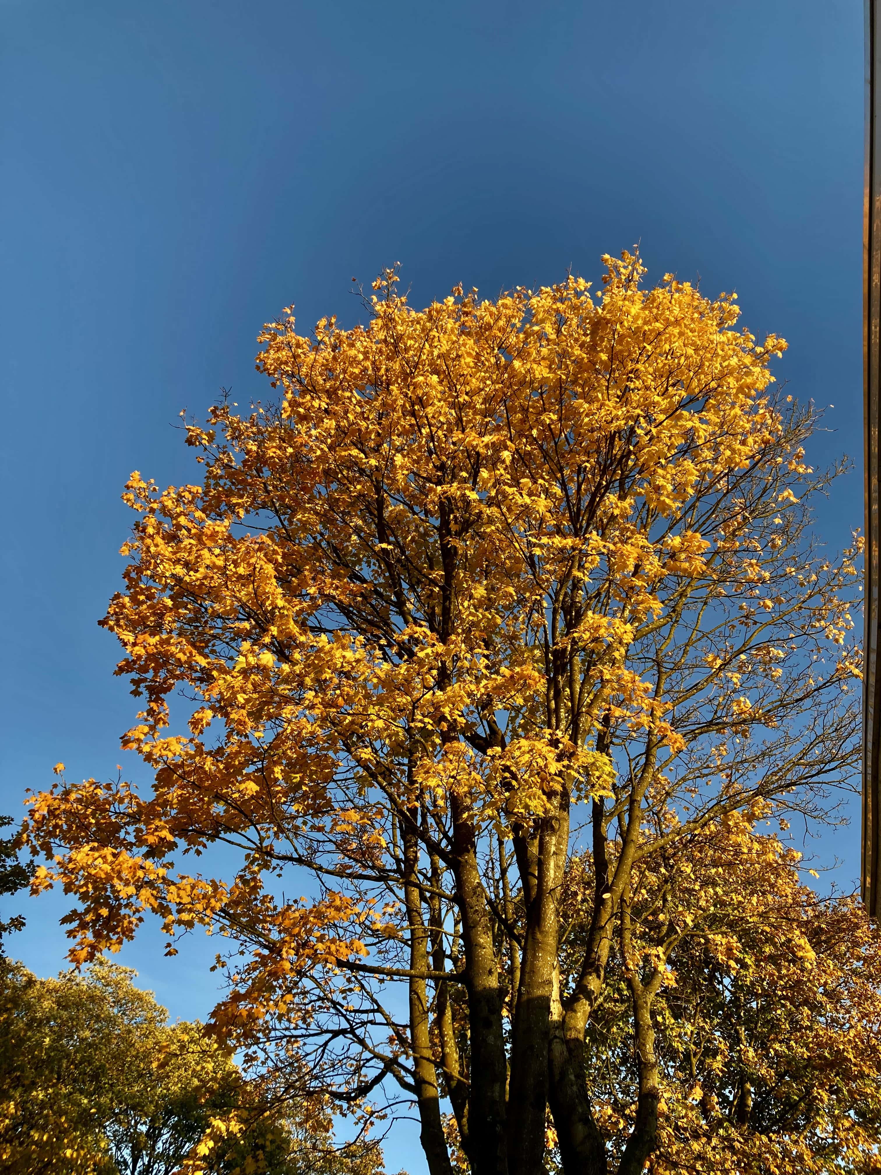 Autumn Leafs — FOTD Nov 11