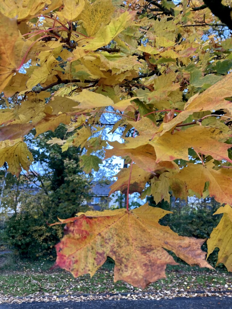 Colours of Autumn