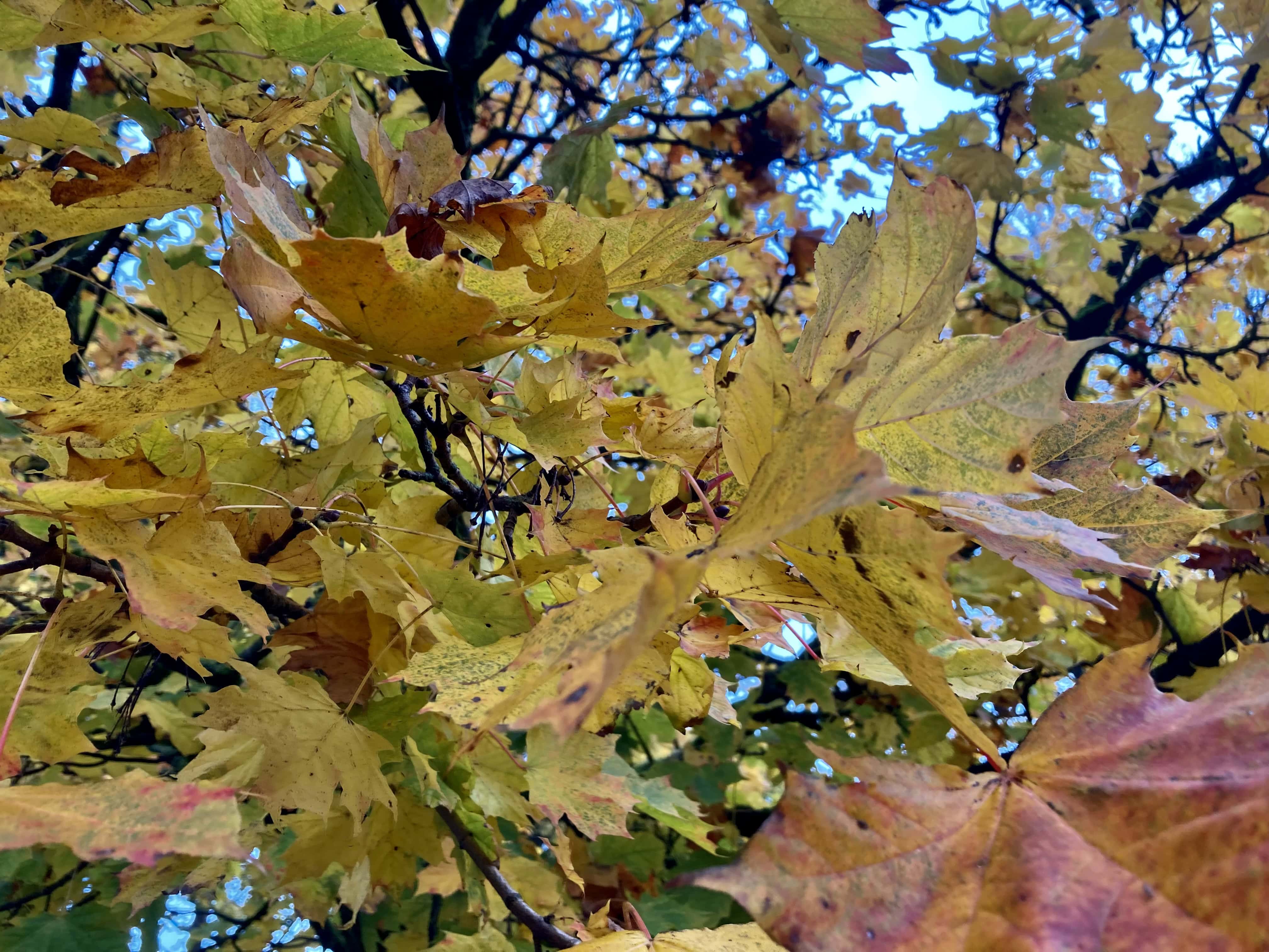 Autumn Leafs — FOTD Nov 12