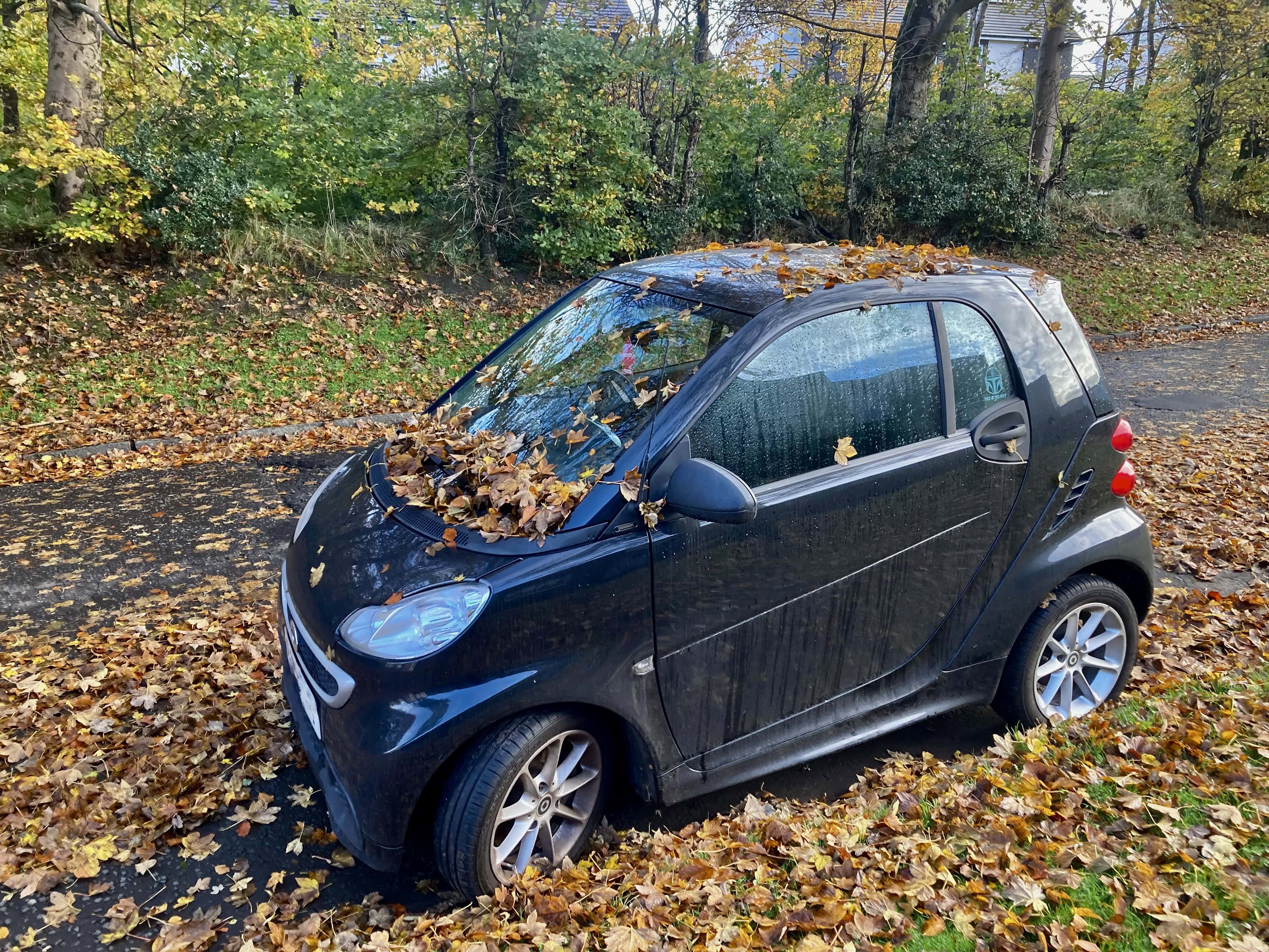 Grogu Hiding In His Leafy Camouflage