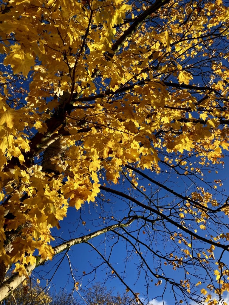 Colours of Autumn