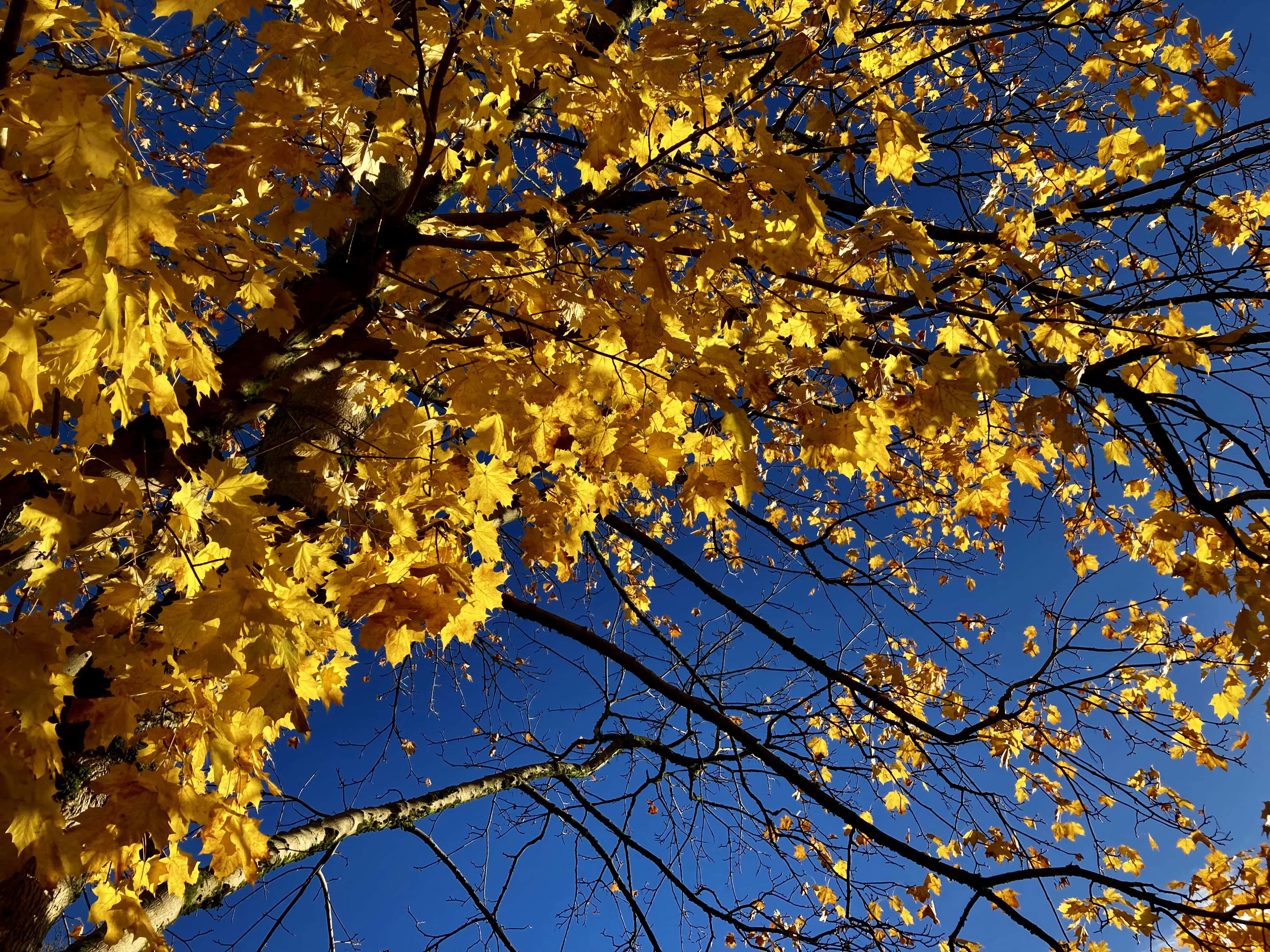 Autumn Leafs — FOTD Nov 19