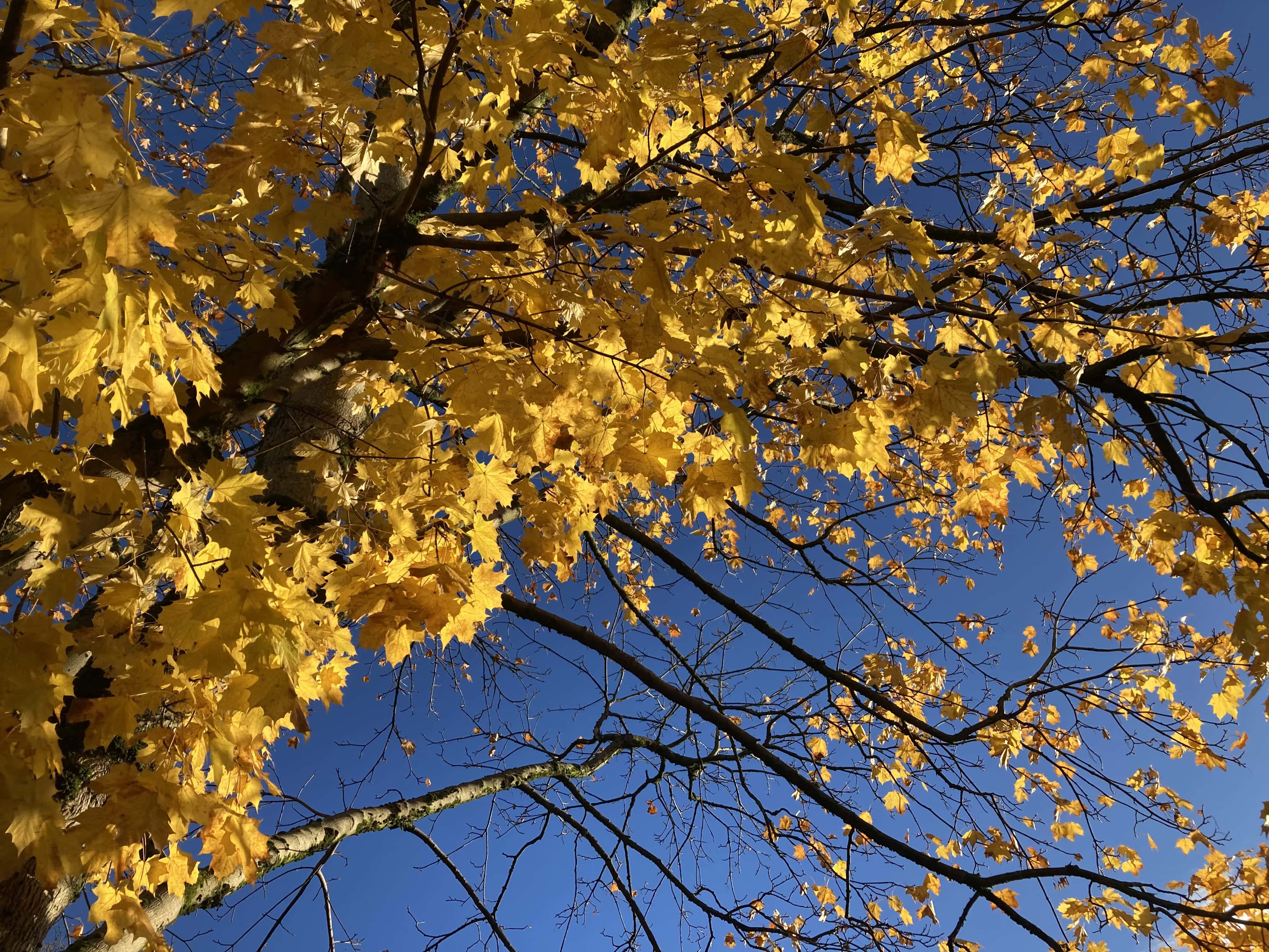 Autumn Leafs — Sunday Stills