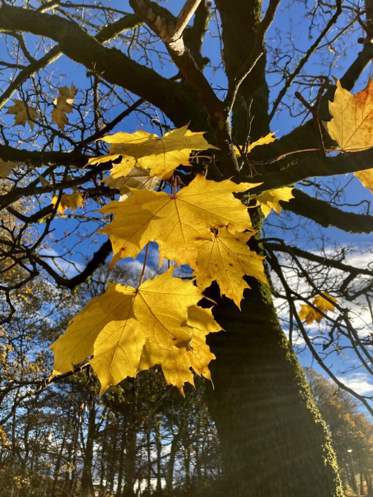 Colours of Autumn