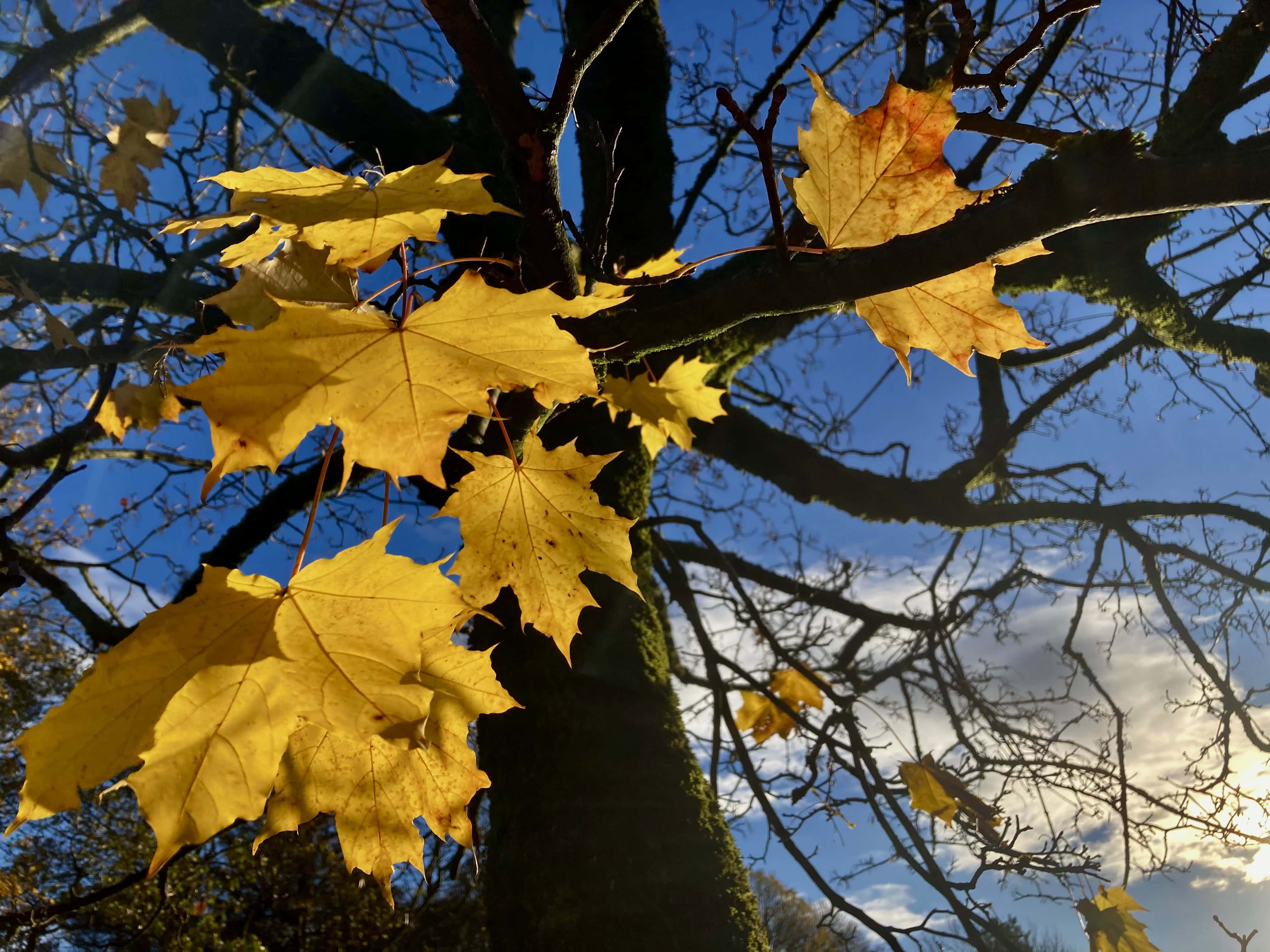 Autumn Leafs — FOTD Nov 18