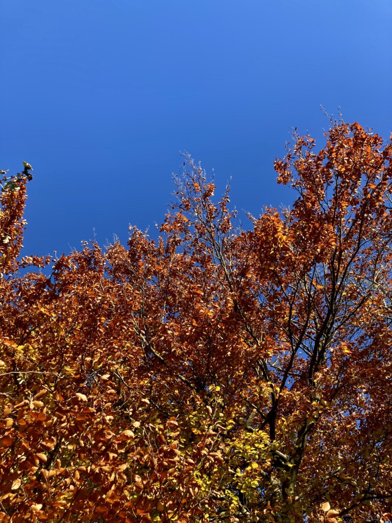 Colours of Autumn