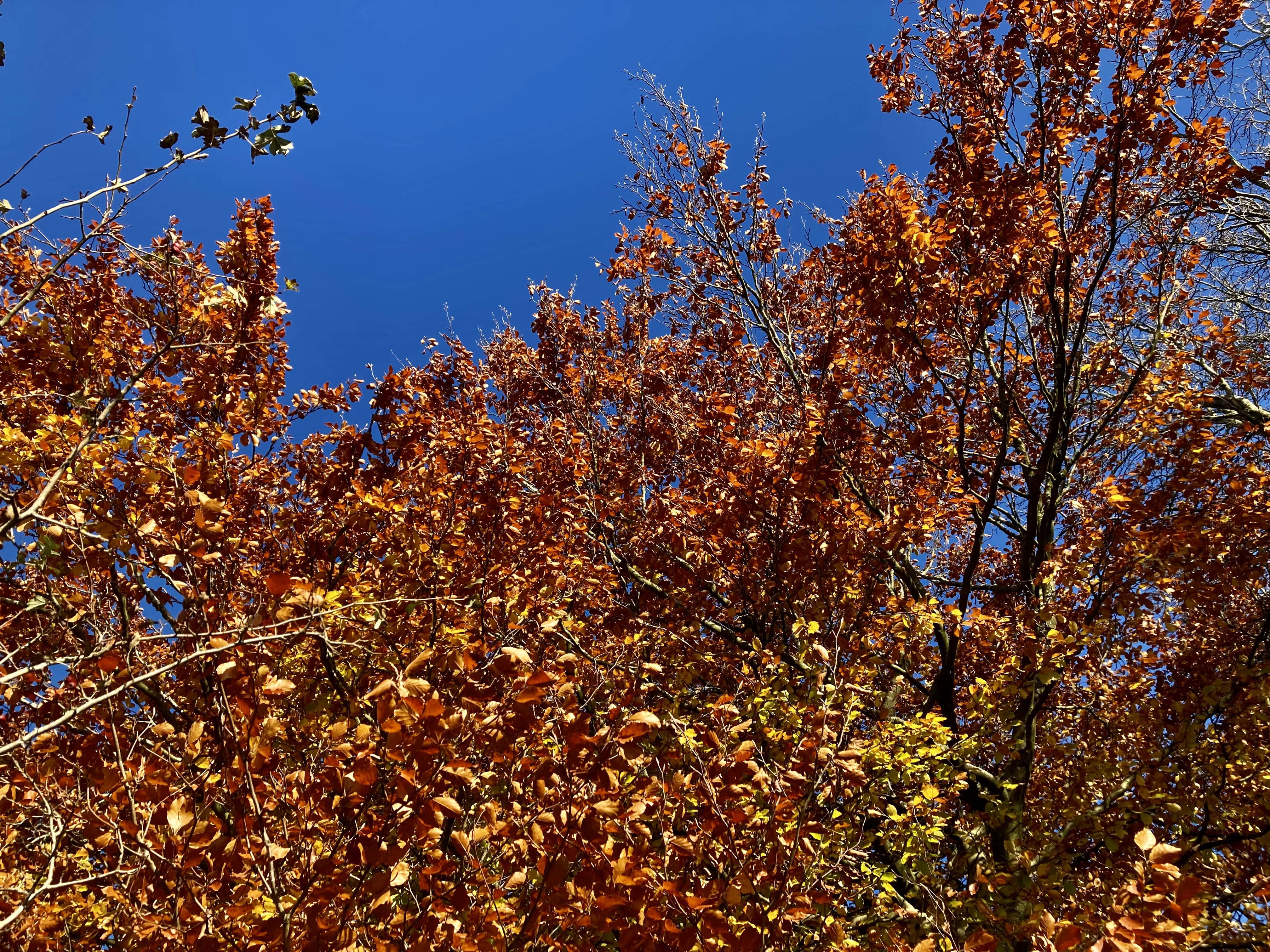Autumn Leafs — FOTD Nov 15
