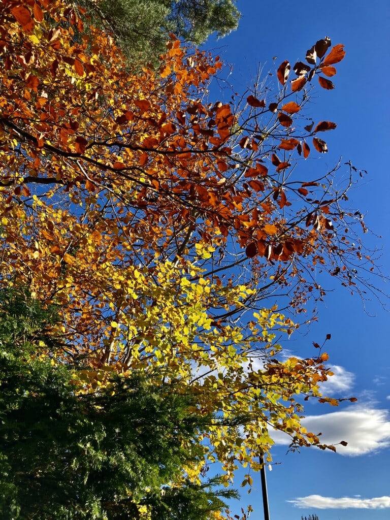 Colours of Autumn