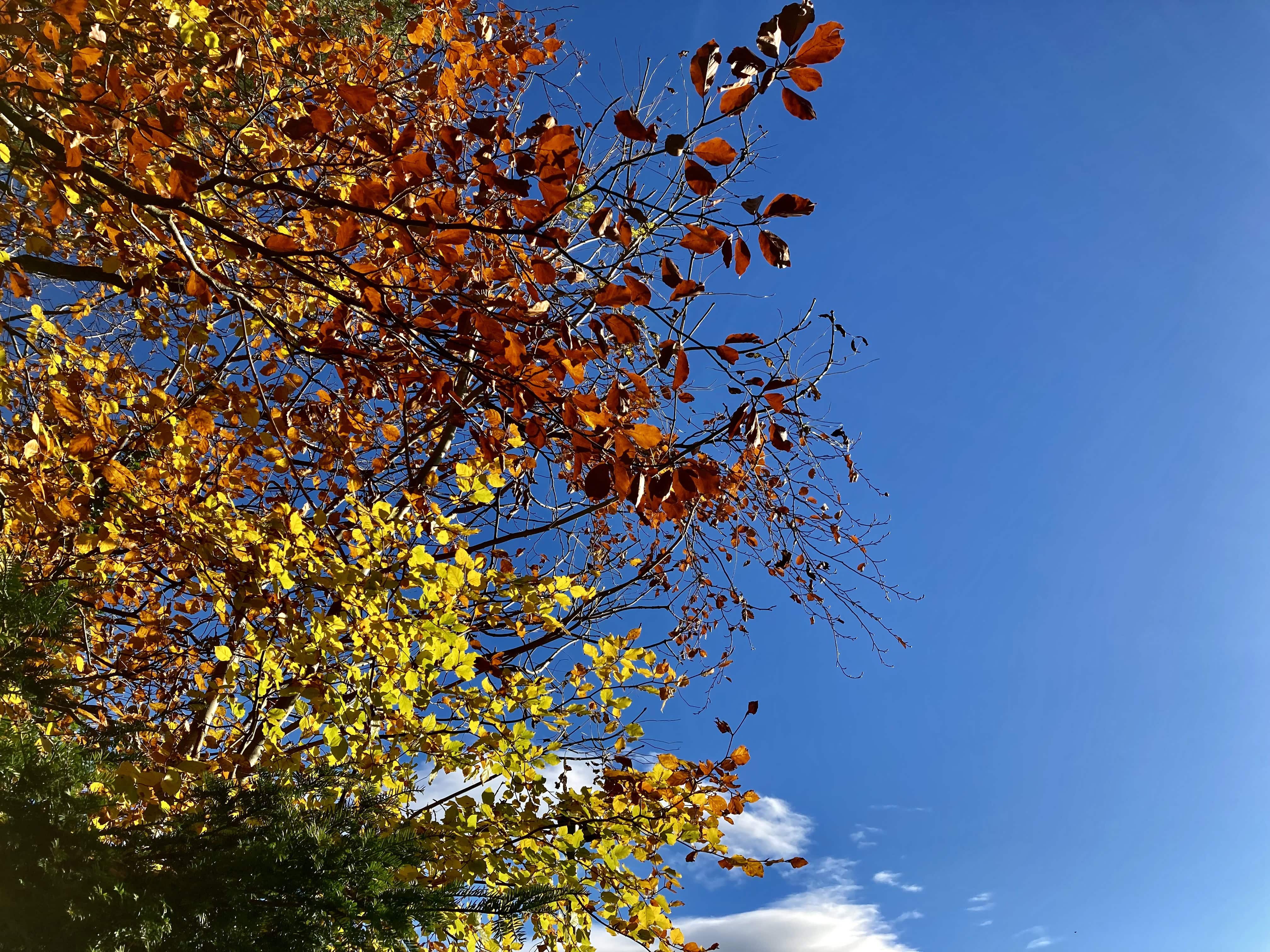Autumn Leafs — FOTD Nov 17