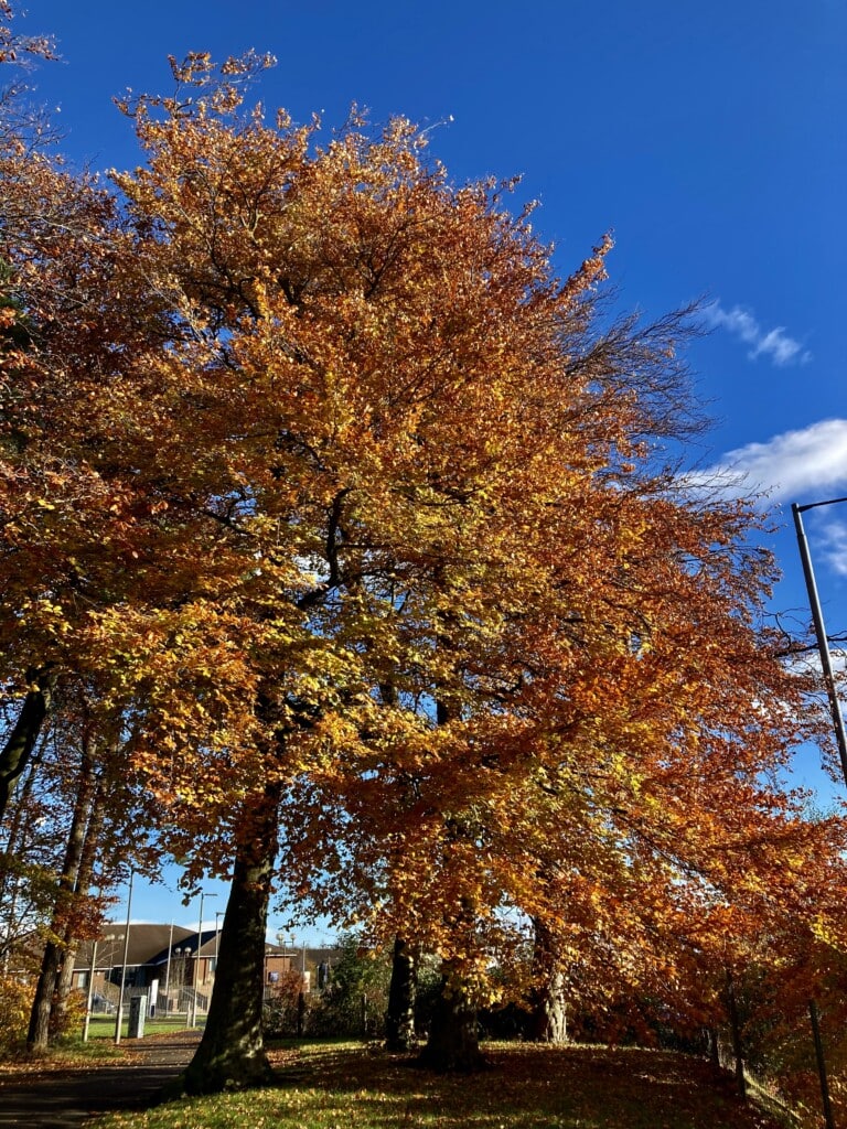 Colours of Autumn