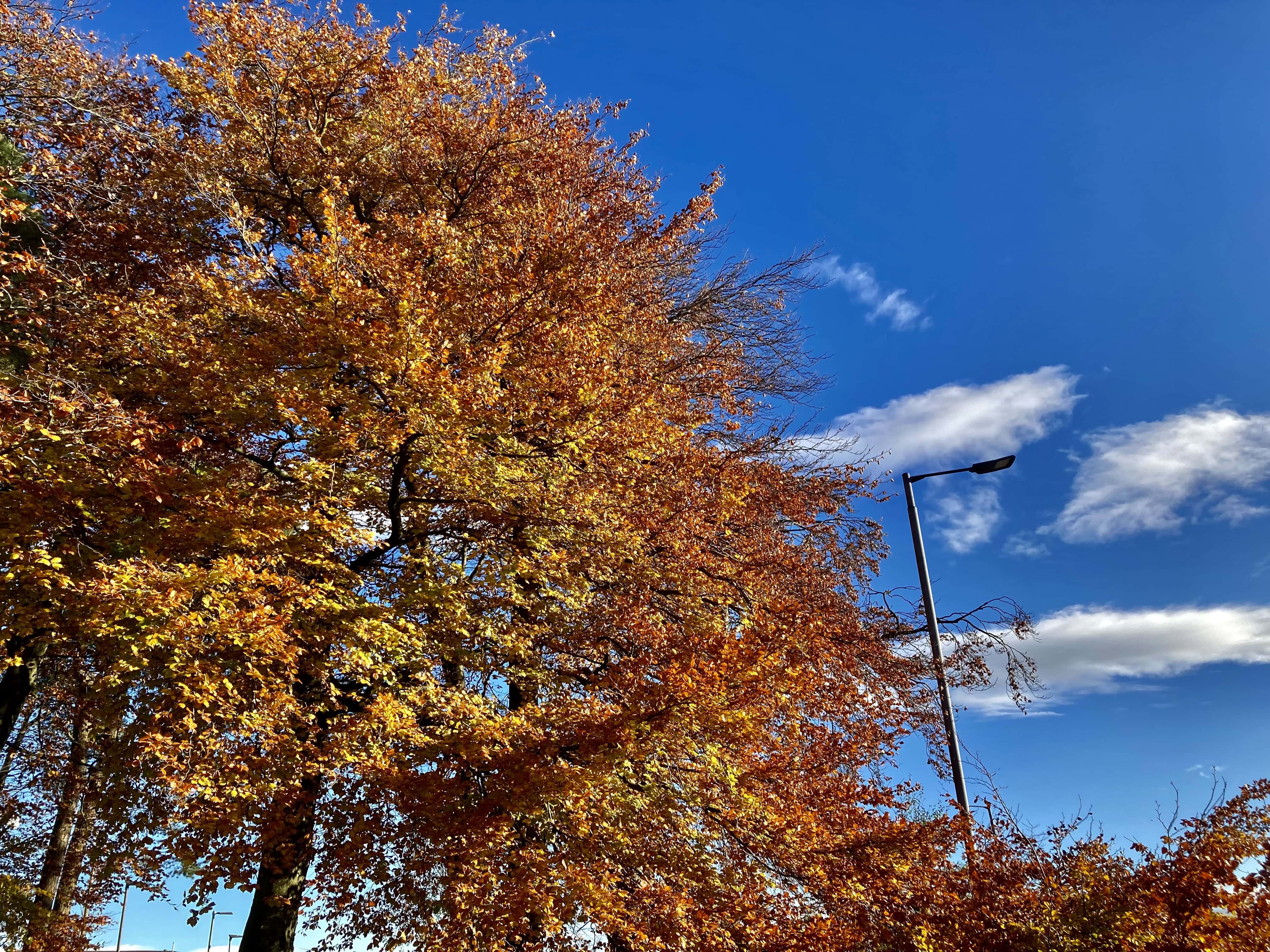 Autumn Leafs — FOTD Nov 21