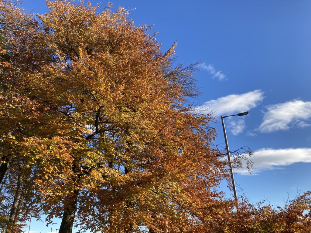 Autumn Trees