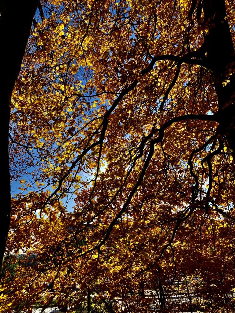 Sun through autumn leafs