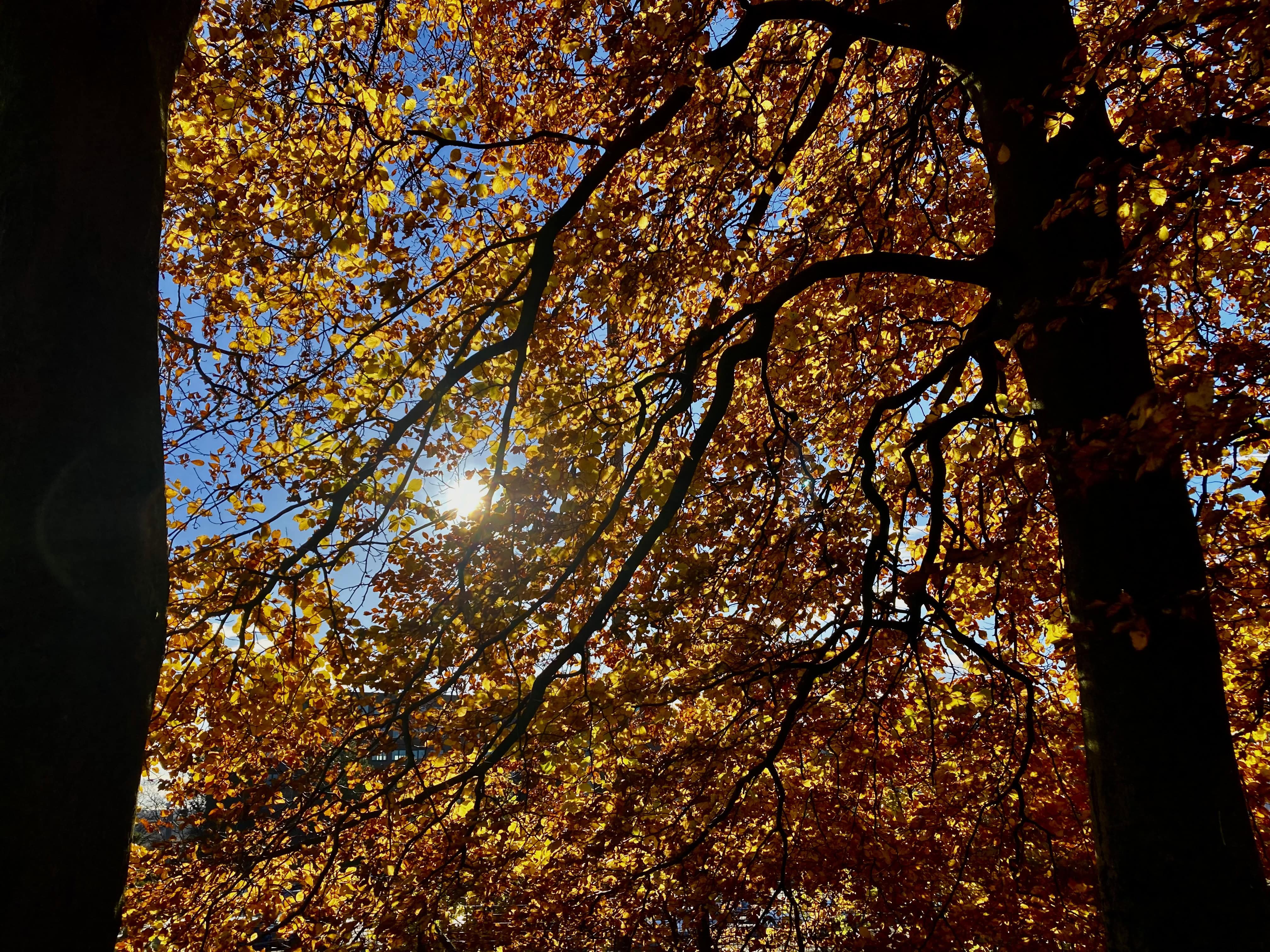 Wordless Wednesday Nov 08