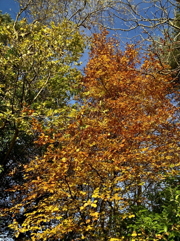 Colours of Autumn