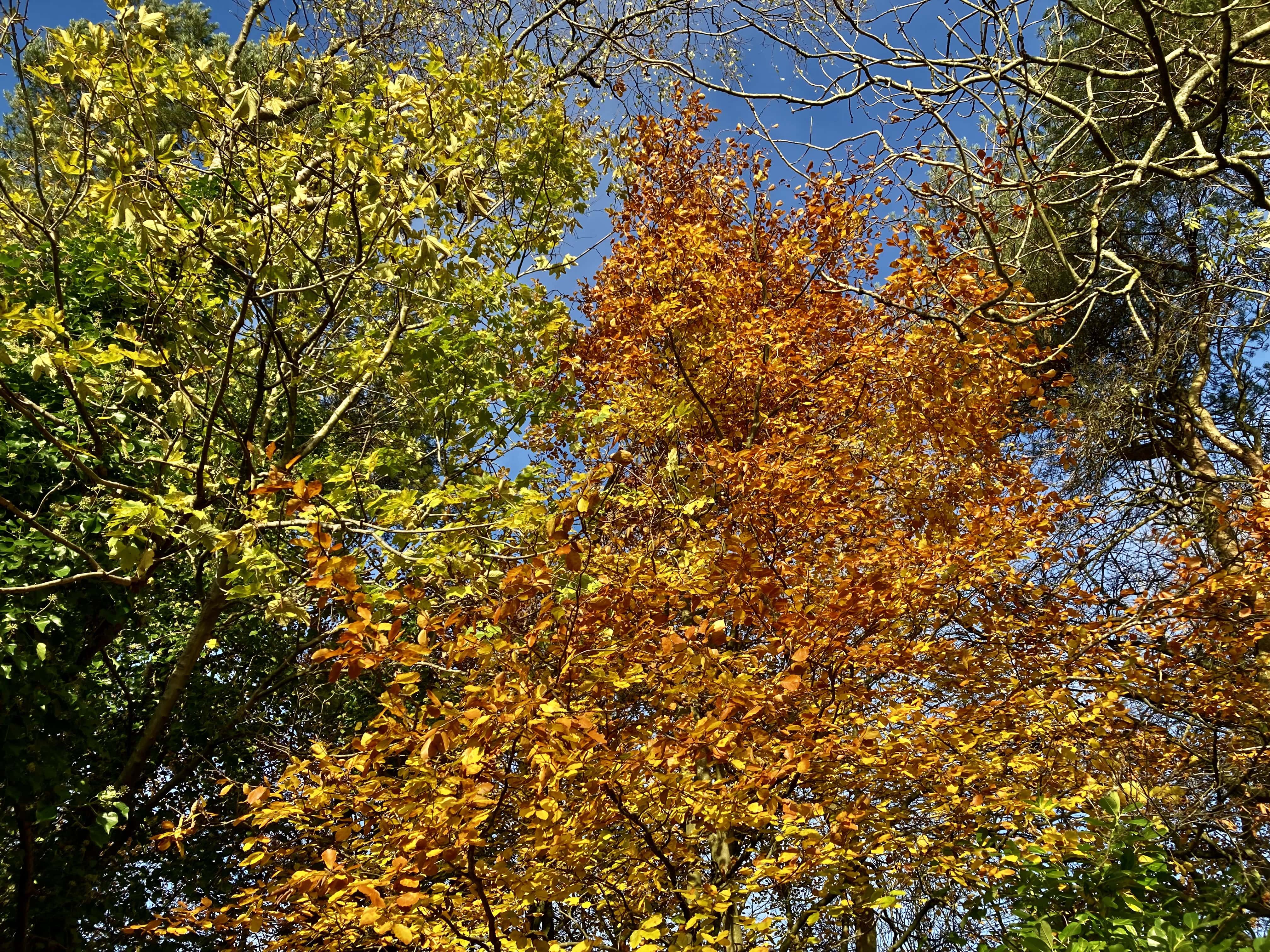 Autumn Leafs — FOTD Nov 22