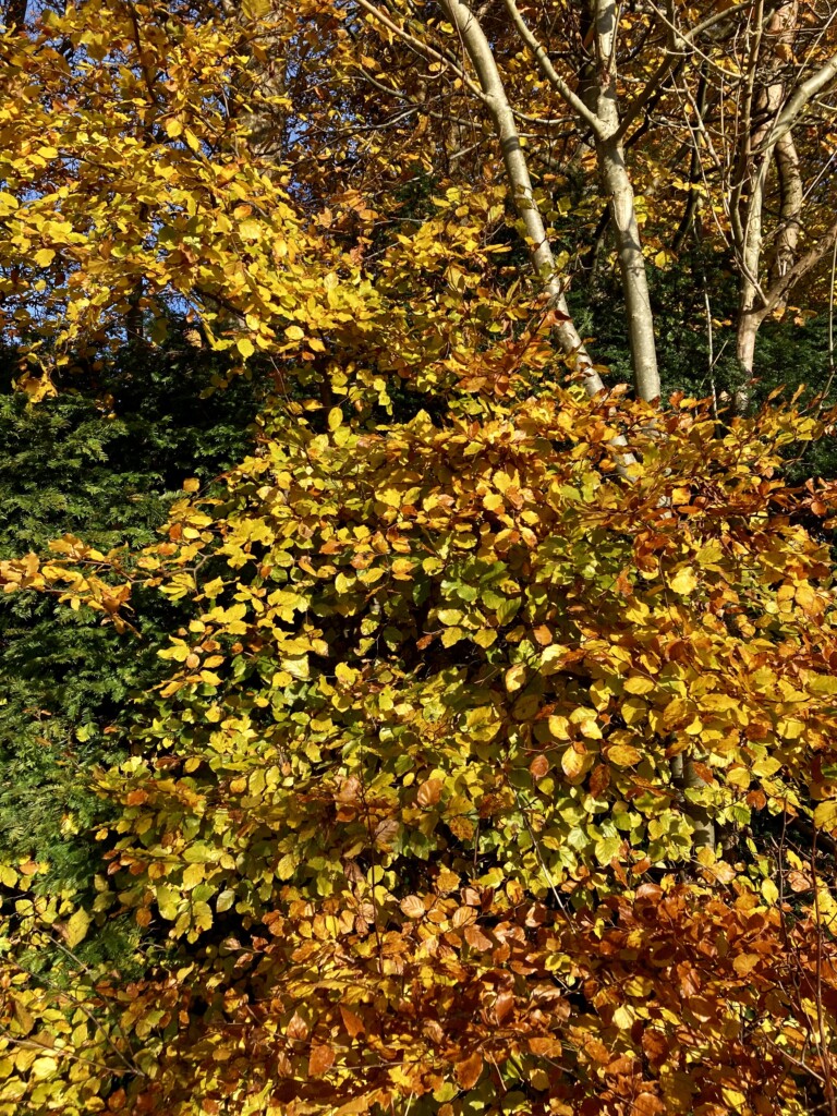Colours of Autumn