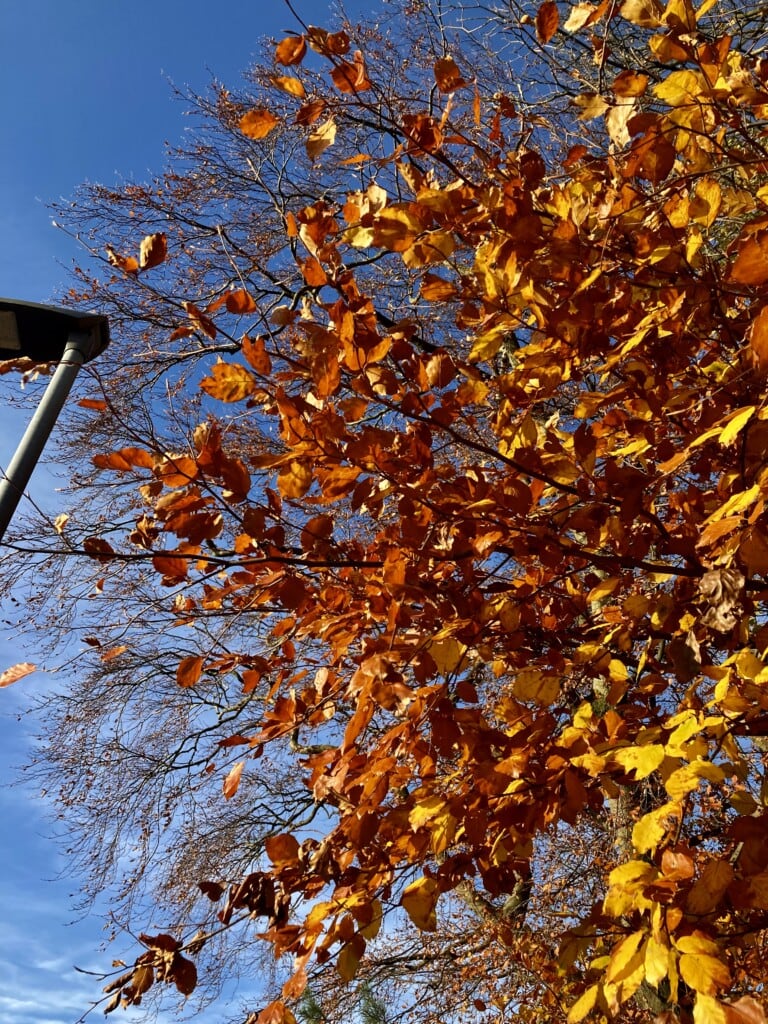 Colours of Autumn