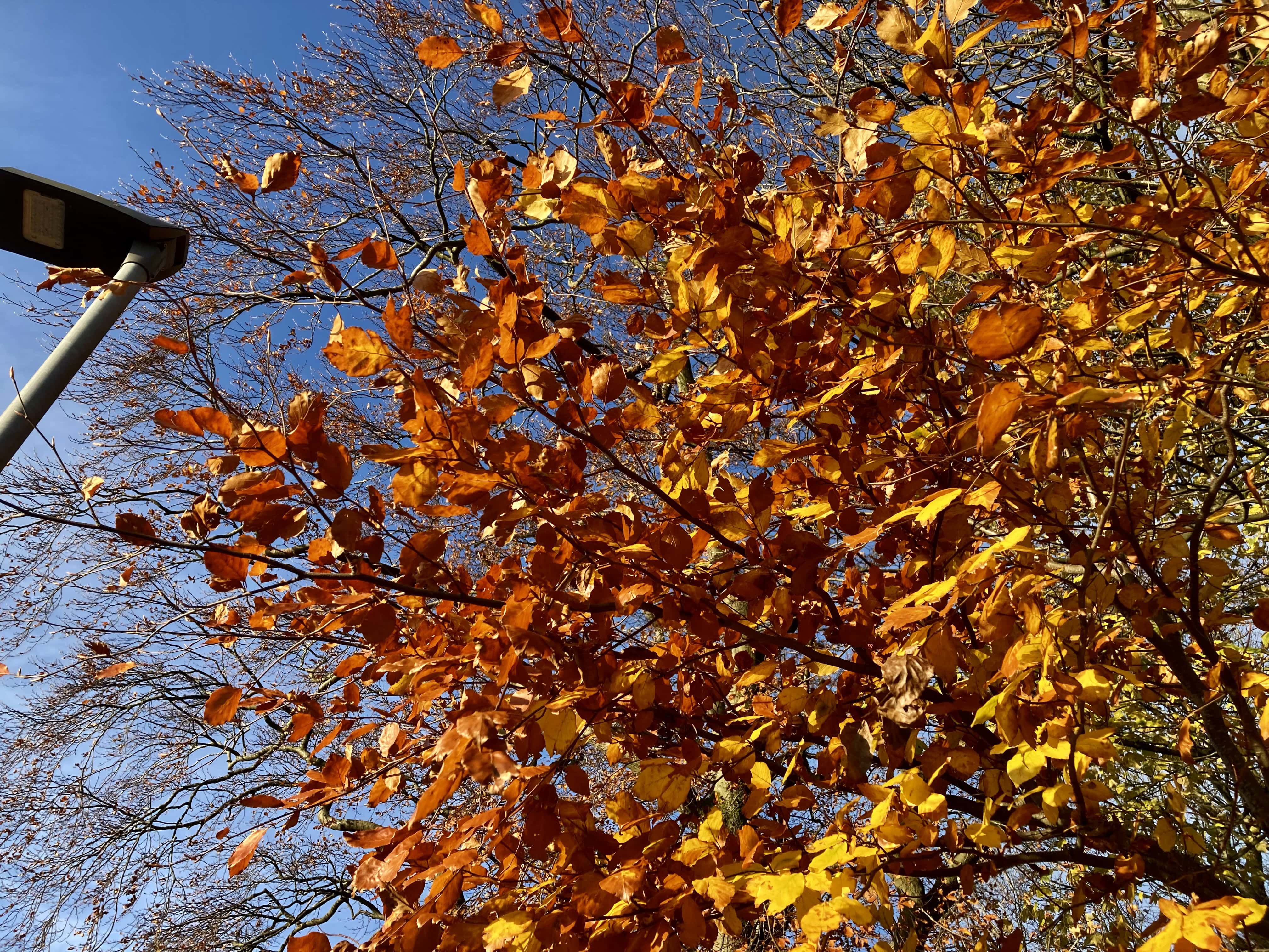 Autumn Leafs — FOTD Nov 23