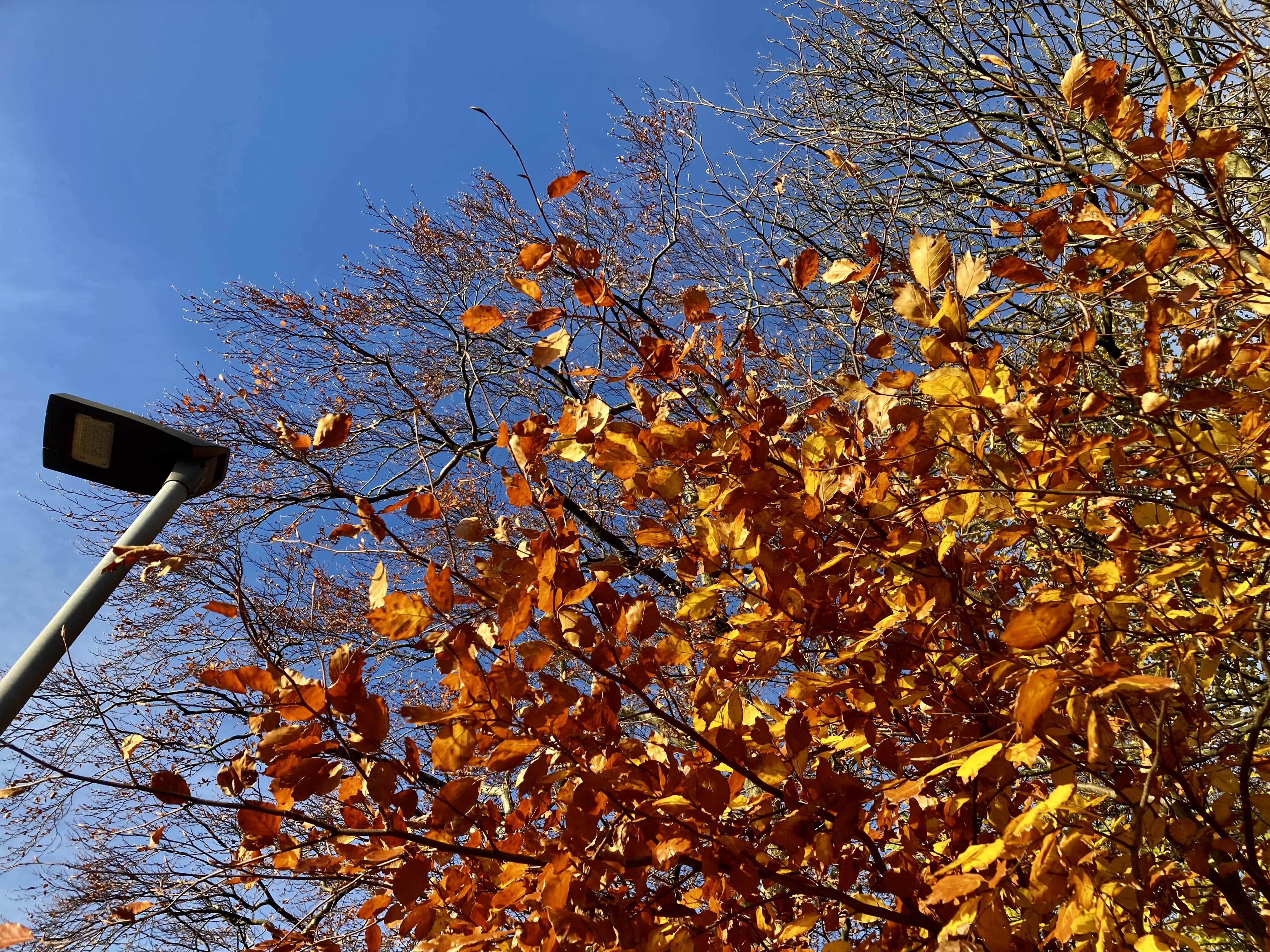 Autumn Leafs — FOTD Nov 16