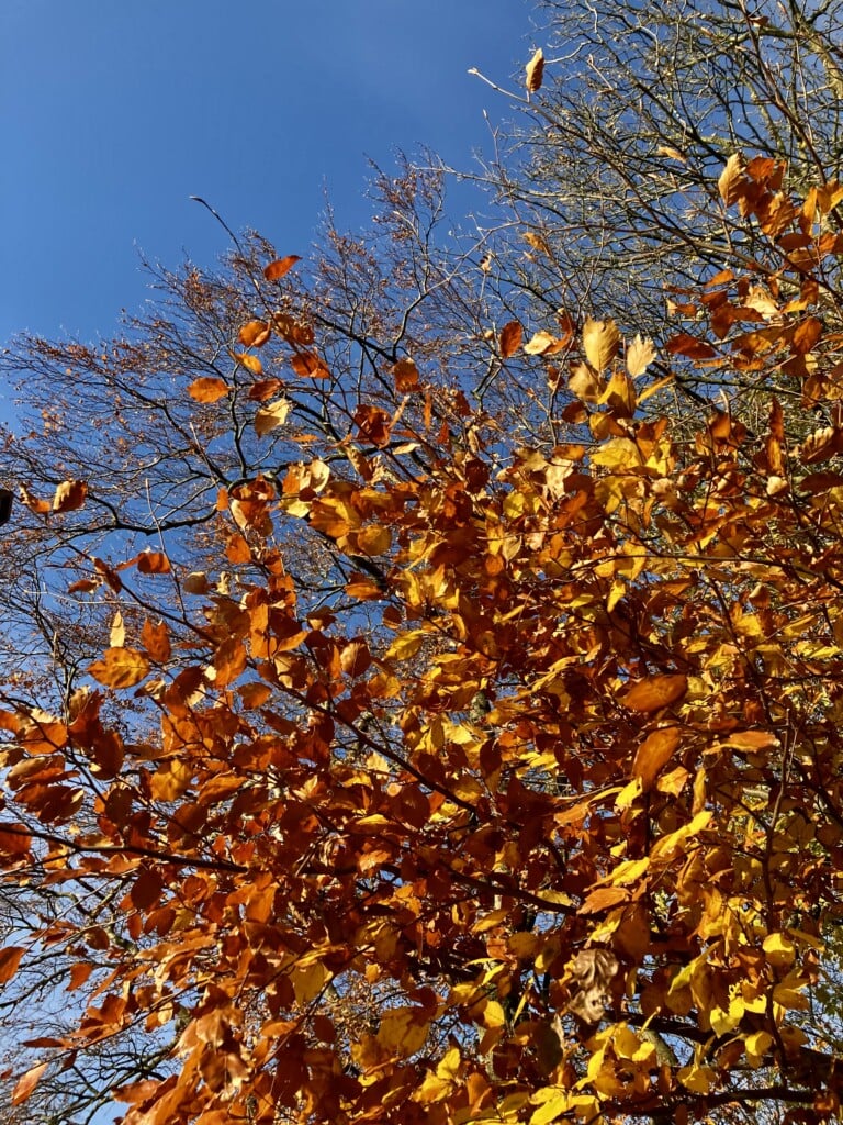 Colours of Autumn