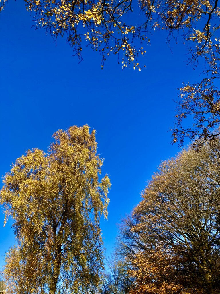 Autumn Trees