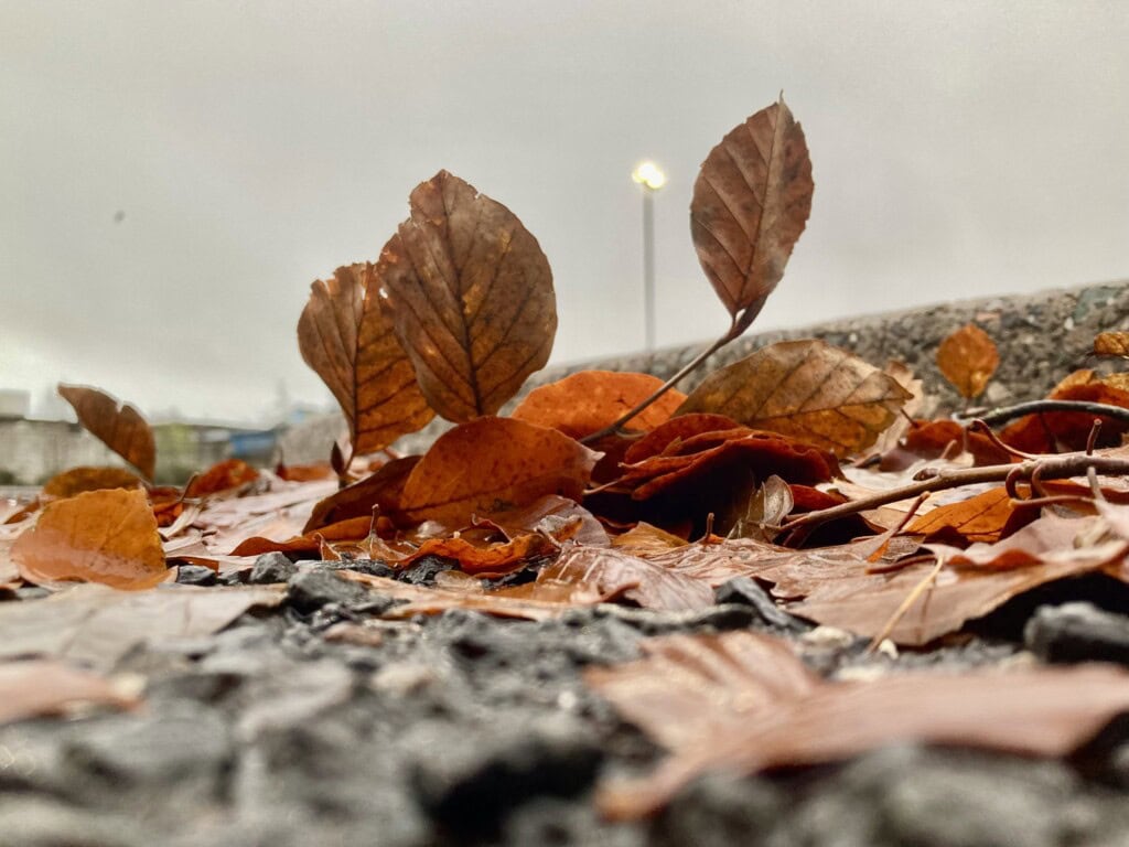 Ground level shot of fallen leafs