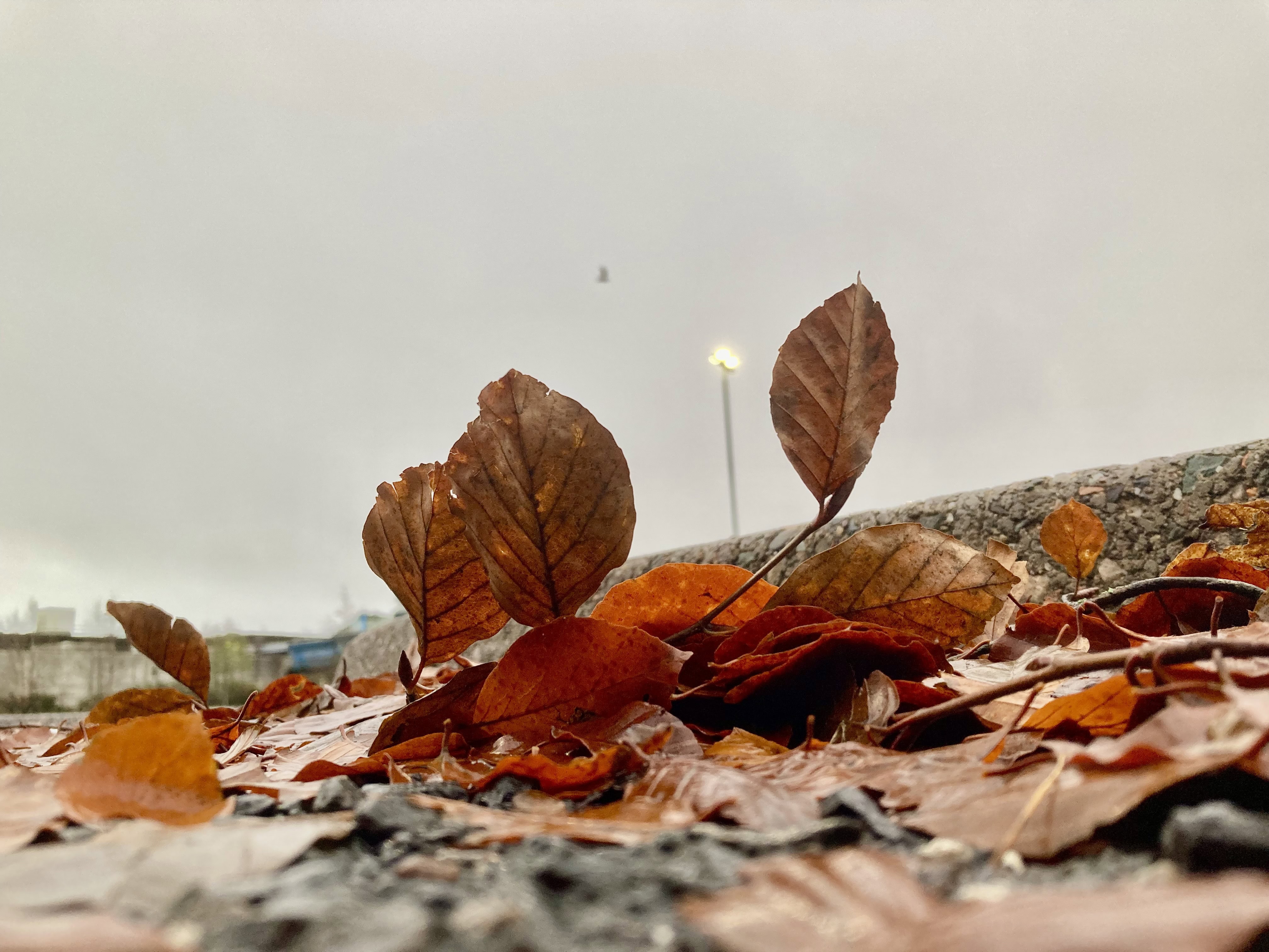 Leafy Close-Up — Macro Monday Nov 27
