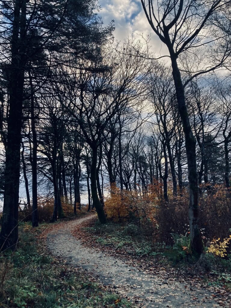 Bare trees after strong winds