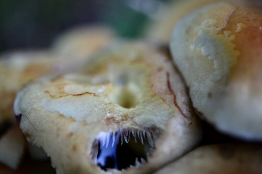 Mushroom close-up