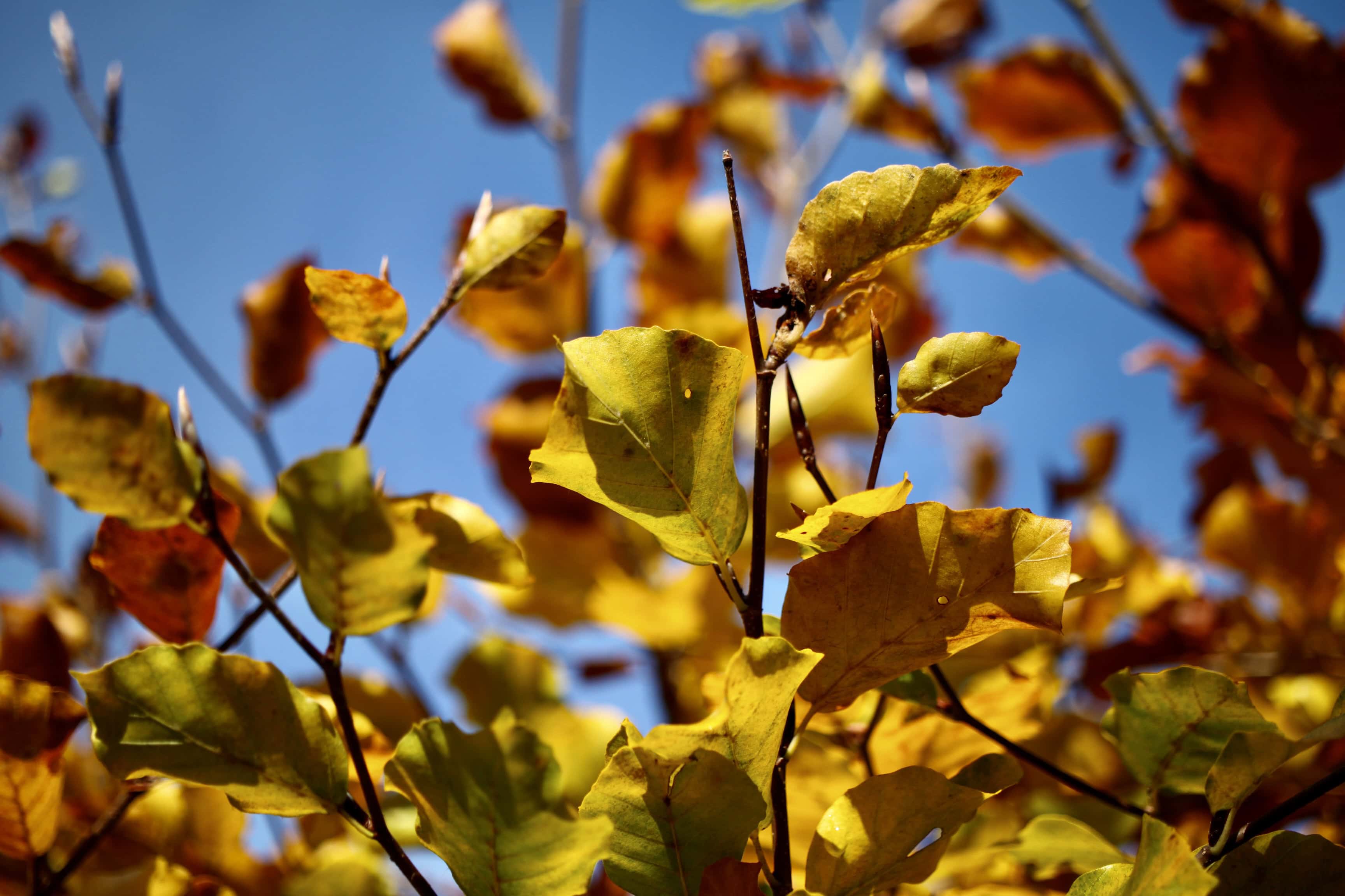 Autumn Leafs — FOTD Nov 13
